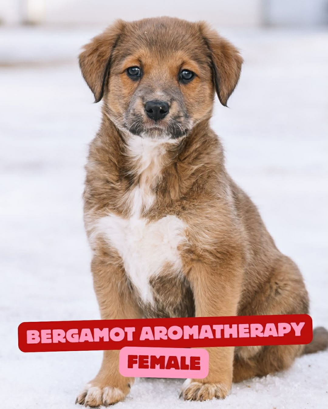 Our friends at @zoesanimalrescue are in need of puppy foster homes (or foster-to-adopt)! If you have some extra space and love to give, you can find more information at www.zoesanimalrescue.org/foster 💕