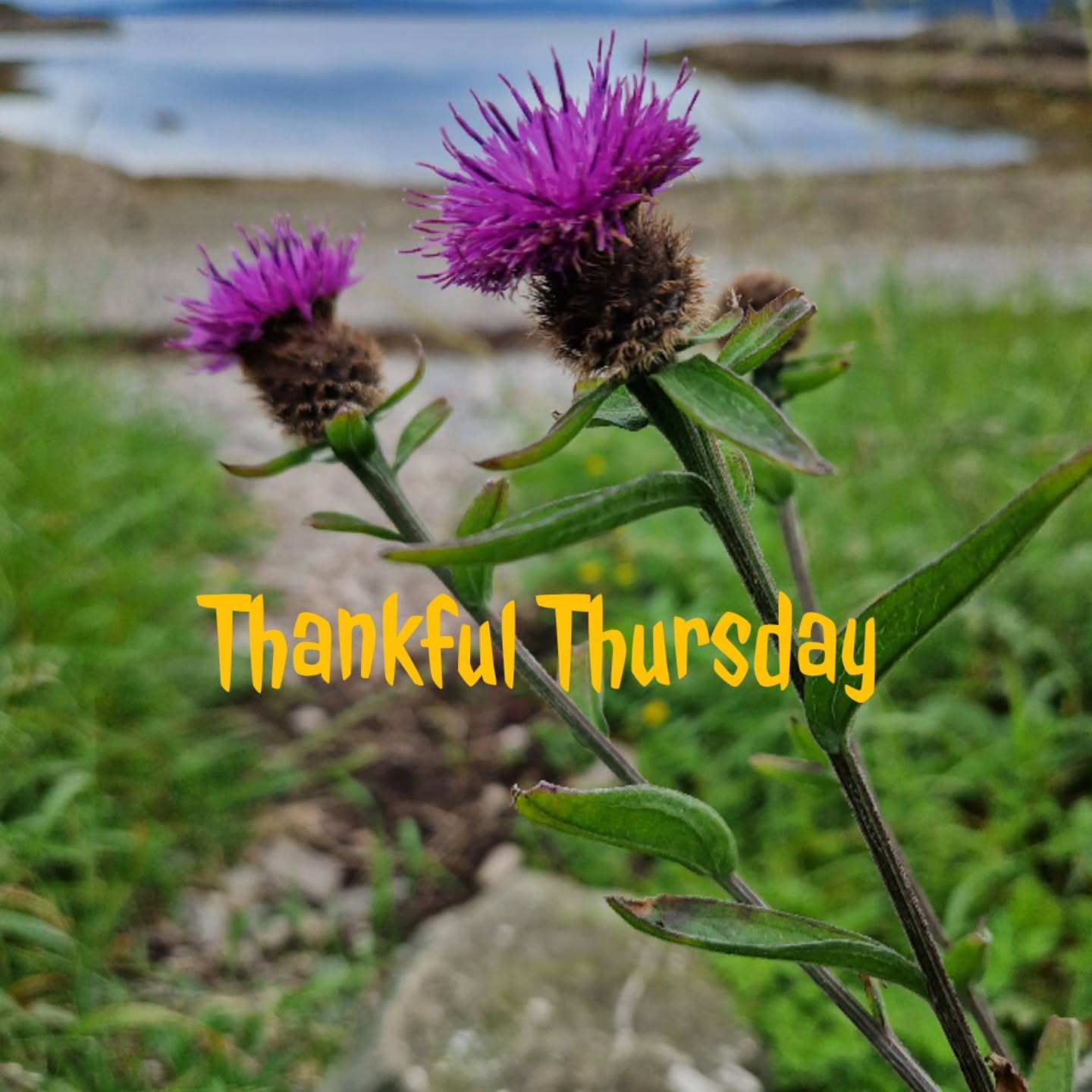 ๐ง๐ต๐ฎ๐ป๐ธ๐ณ๐๐น ๐ง๐ต๐๐ฟ๐๐ฑ๐ฎ๐
๐ Saying "grace" before a meal might feel outdatedโmaybe too religious, or it brings back memories of awkward school cafeteria moments.
๐ But when's the last time you actually paused to appreciate your food? The time, effort, and resources it took to reach your plate?
๐ฒ It doesn't need to be a formal prayer. Just a moment of mindful awareness and gratitude can completely shift how you experience what you eat.
#thankfulthursday #mindfulness #gratitude #gratitudepractice