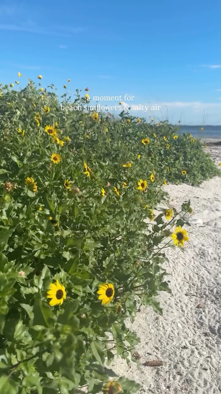The best kind of flowers 🌻🌊🌴🩵
📍Fred Howard Beach
Tarpon Springs, FL
•
•
•
•
#floridalife #visitflorida #beaches #travel #vacation
