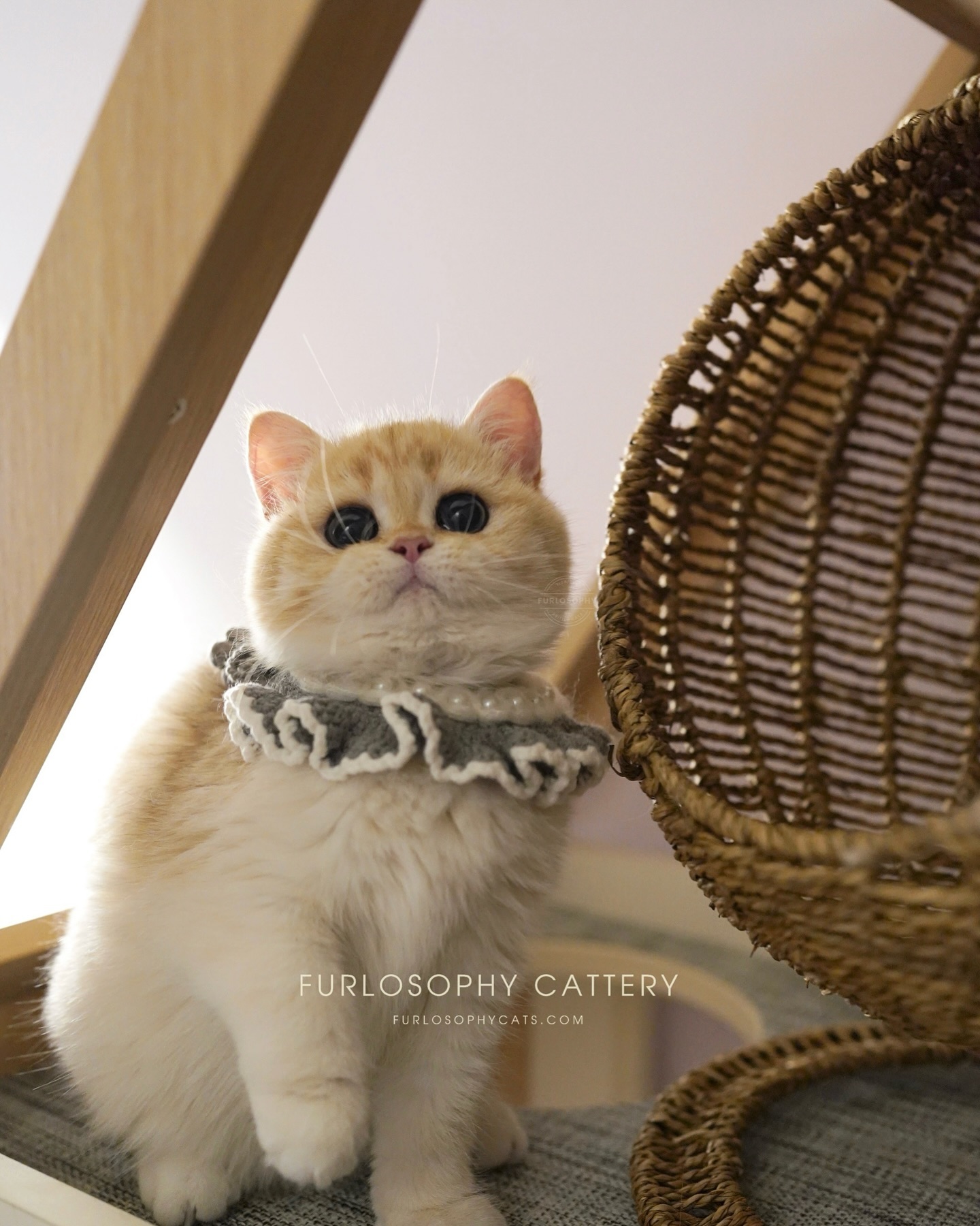 Furlosophy Wee Willy Winkie
Ny12 boy with the sweetest face🥹
Deep emerald eye))
Huge body structure
#britishshorthair #ny12 #kitty #kittycat #goldenshaded