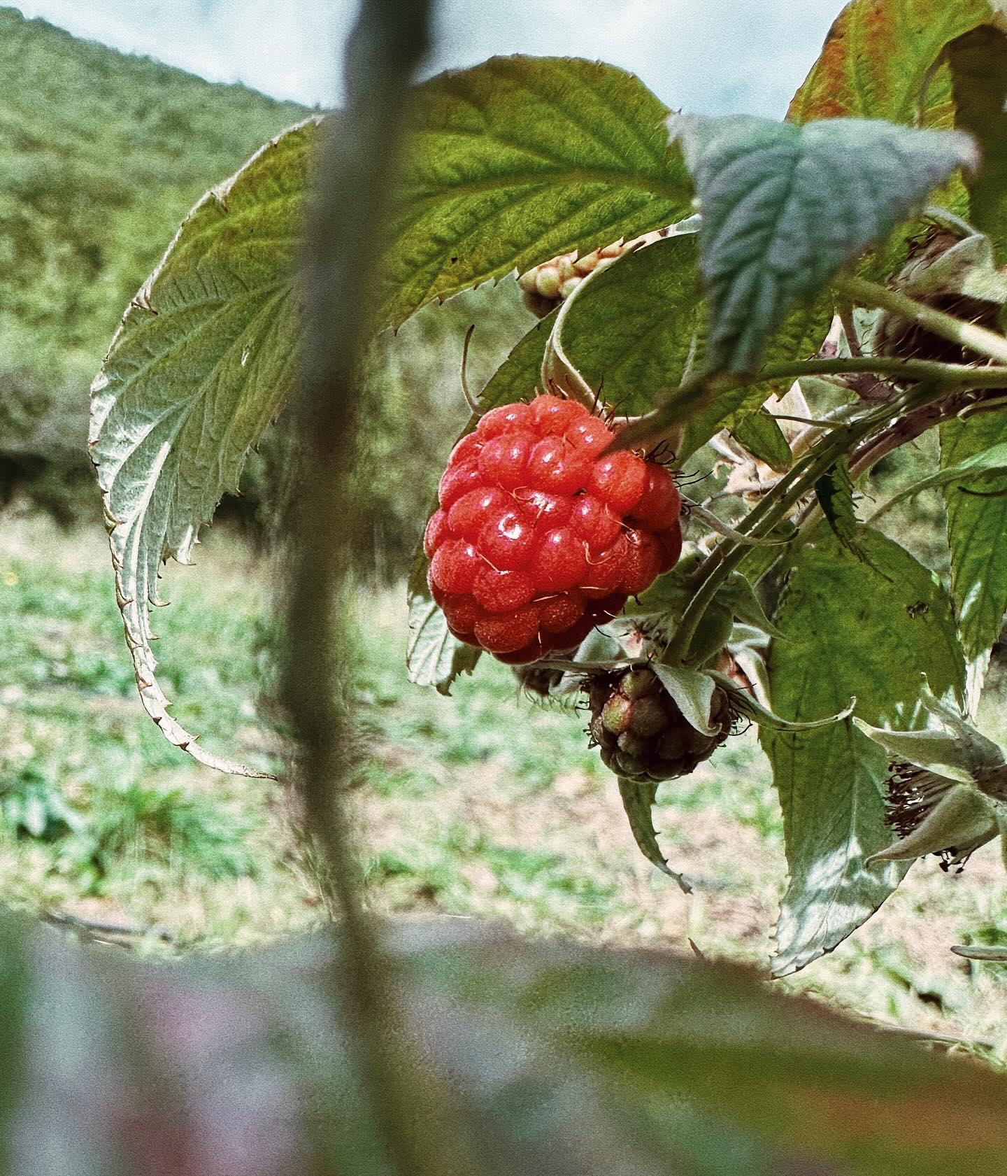 Retour sur les belles framboises de septembre qui ont permis de vous offrir les confitures de fruits rouges, en ce moment même dans les différents points de vente de la région 😋