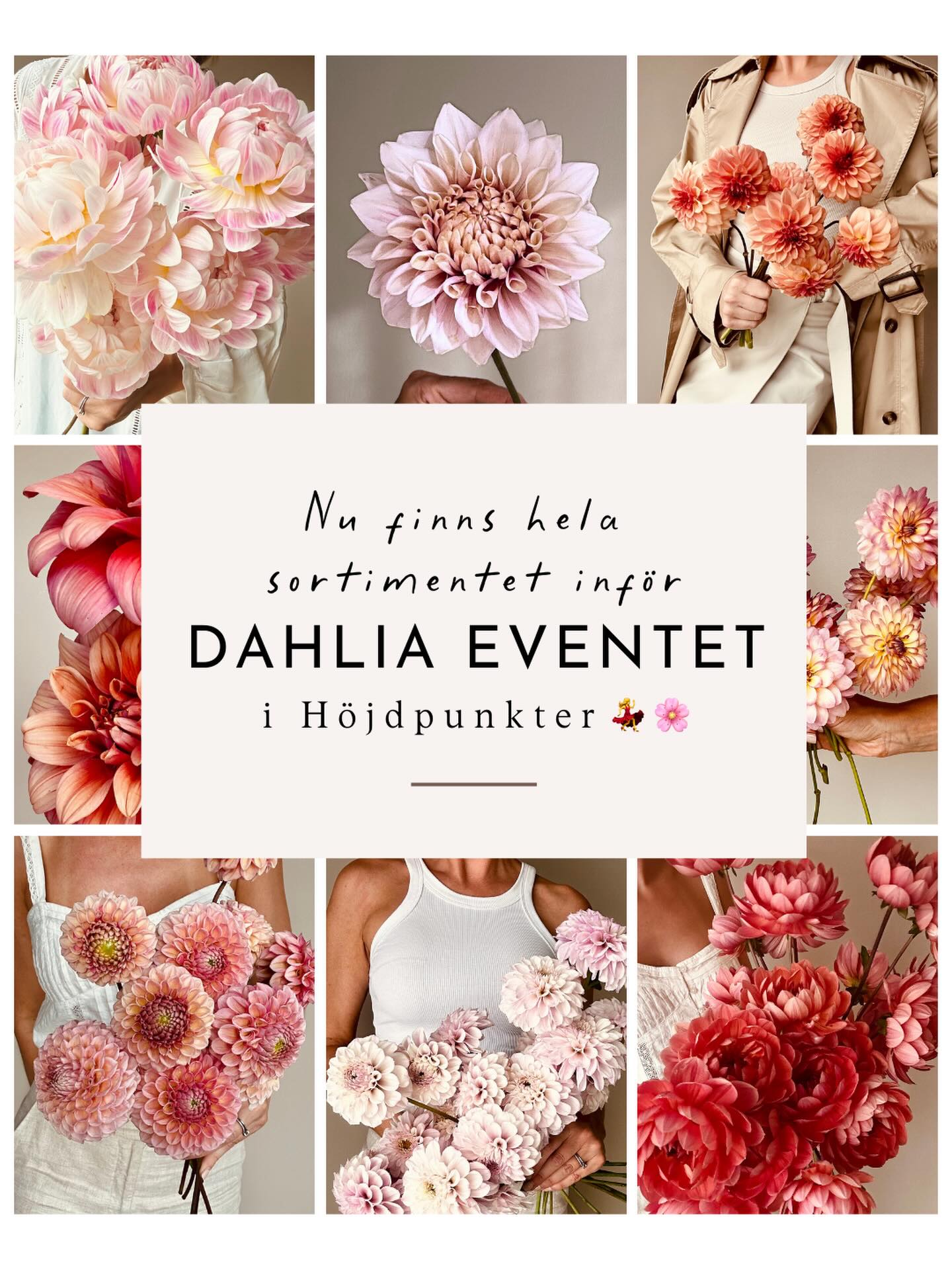 Nu kan du kika på hela vårt sortiment inför Dahliaeventet i Höjdpunkter 💃🌸
Som vi längtar!
#storiesandcreations #dahliadesire #dahliaeventet26 #unicorndahlia #dahlia