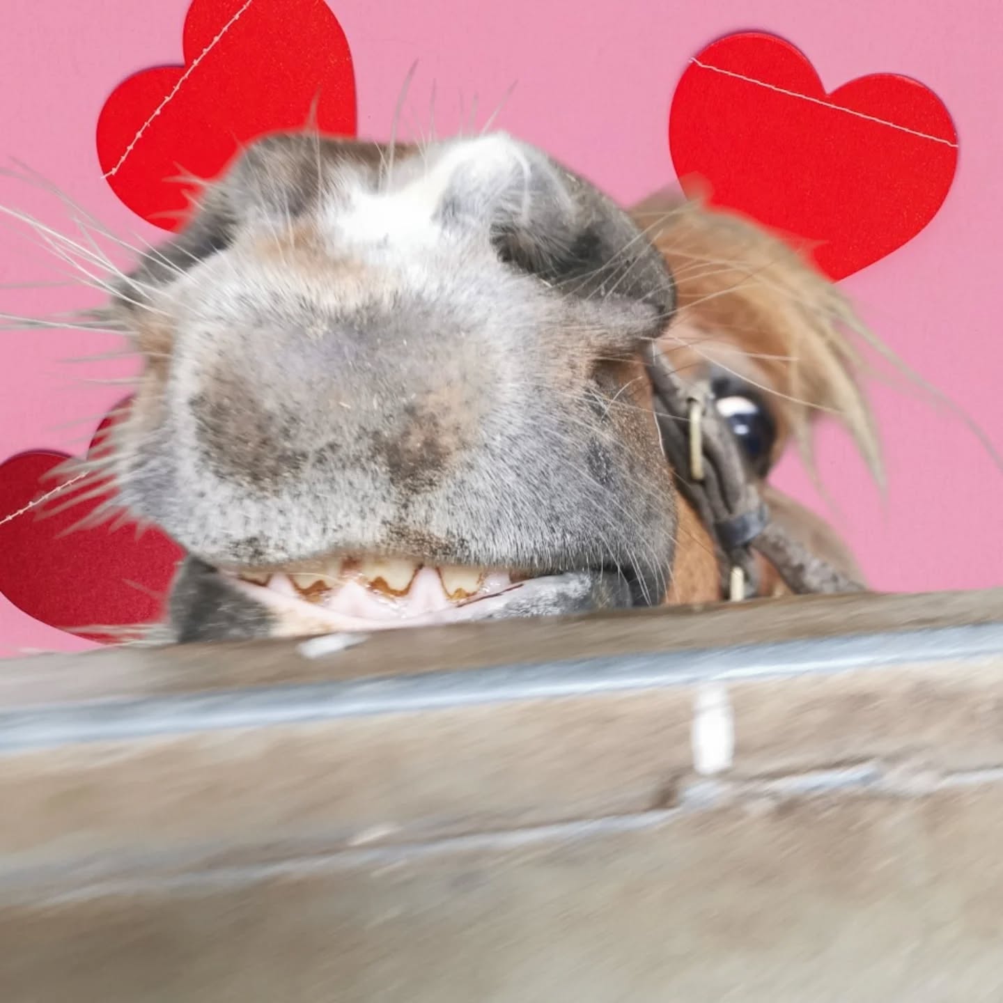 Who would like to be Jerry's valentine? ❤️😍
.
.
.
#lowerwillsworthy #valentinesday #love #shetlandponiesofinstagram #ponylove❤️