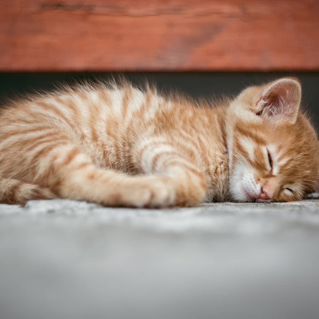 Melatonin! Acupuncture increases your body's melatonin levles, which is the sleep hormone!! If you have trouble sleeping maybe it's time you try acupunture!
https://www.ncbi.nlm.nih.gov/pubmed/14990755
#yyj #yyjhealth #acupuncture #acupunctureworks #yyjacupuncture