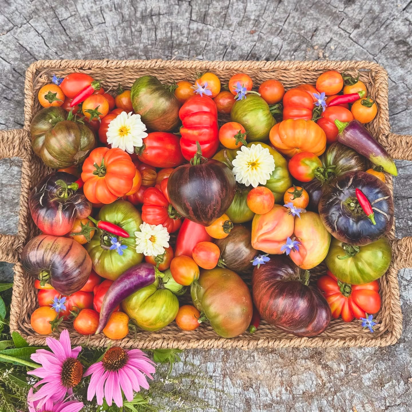 Mornings harvest 🙏🍅❤️🙈 Baboons don’t really love tomatoes (touching wood right now), spent most of the day chasing after the buggers who managed - once again - to break into the caged veggie patch. The pepino melons were their horderves, followed by the potato pots 😕, thank goodness not having time to find the well covered mulched Turks Turban squash. Well, as for all the tomatoes, they weren’t huge on their agenda. Just worried though if they taste one of the sublime sweeter varieties it may just change their outlook of preference #baboon #fastlearner - Otherwise dehydrating 1 harvest after the other #thebestfeelingever 👌❤️
#growyourownveggies #tomatoes #whatatreat #baboon #vegetablegarden #lunarplanting #biodynamicplanting #calender #plettitsafeeling #permaculturesouthafrica #🍅 #❤
