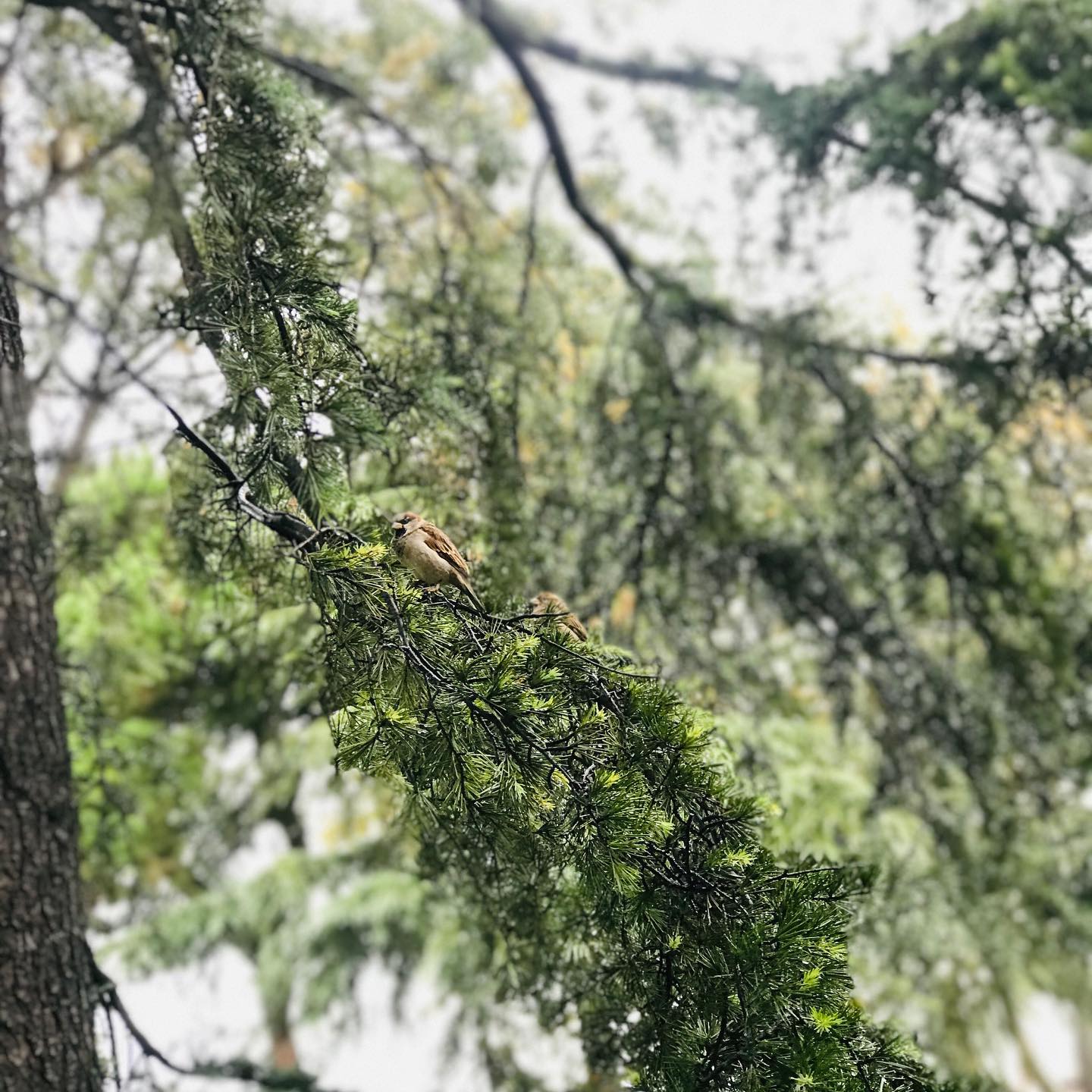 💛 Morning beauties hiding from the rain. 💧
#autumn #autumninistanbul
