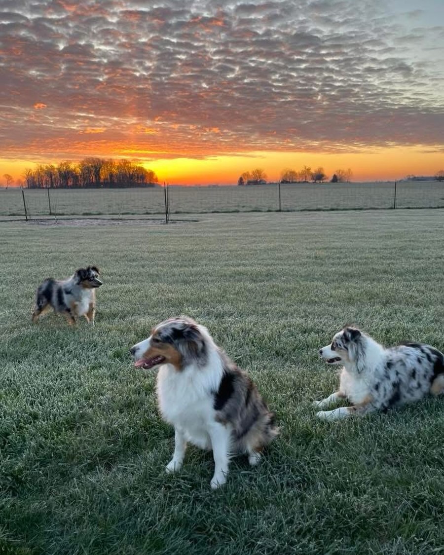 Dogs get to be dogs here first. 🌅🐾
At Sunset Hill, we believe the best puppies don’t come from “perfect setups”… they come from intentional care, real life, and a whole lot of love.
Our dogs run fields, chase sunsets, splash, play, nap, and live like actual dogs—while still being thoughtfully raised for the role they’re meant for: a confident, balanced family companion.
That means:
• Health + genetic testing (because trust matters)
• Intentional socialization + early training (so puppies are prepared, not overwhelmed)
• Temperament-first raising (balanced, stable, and family-friendly)
• Purposeful matching (the right puppy for your lifestyle—not just “next on the list”)
Because this isn’t a transaction to me. It’s the start of a lifelong relationship, and I want you to feel confident every step of the way.
Our home to yours. Always.
.
.
.
#miniaussiepuppy #miniaussiebreeder #ohioaussies #michiganaussies #ethicalbreeder