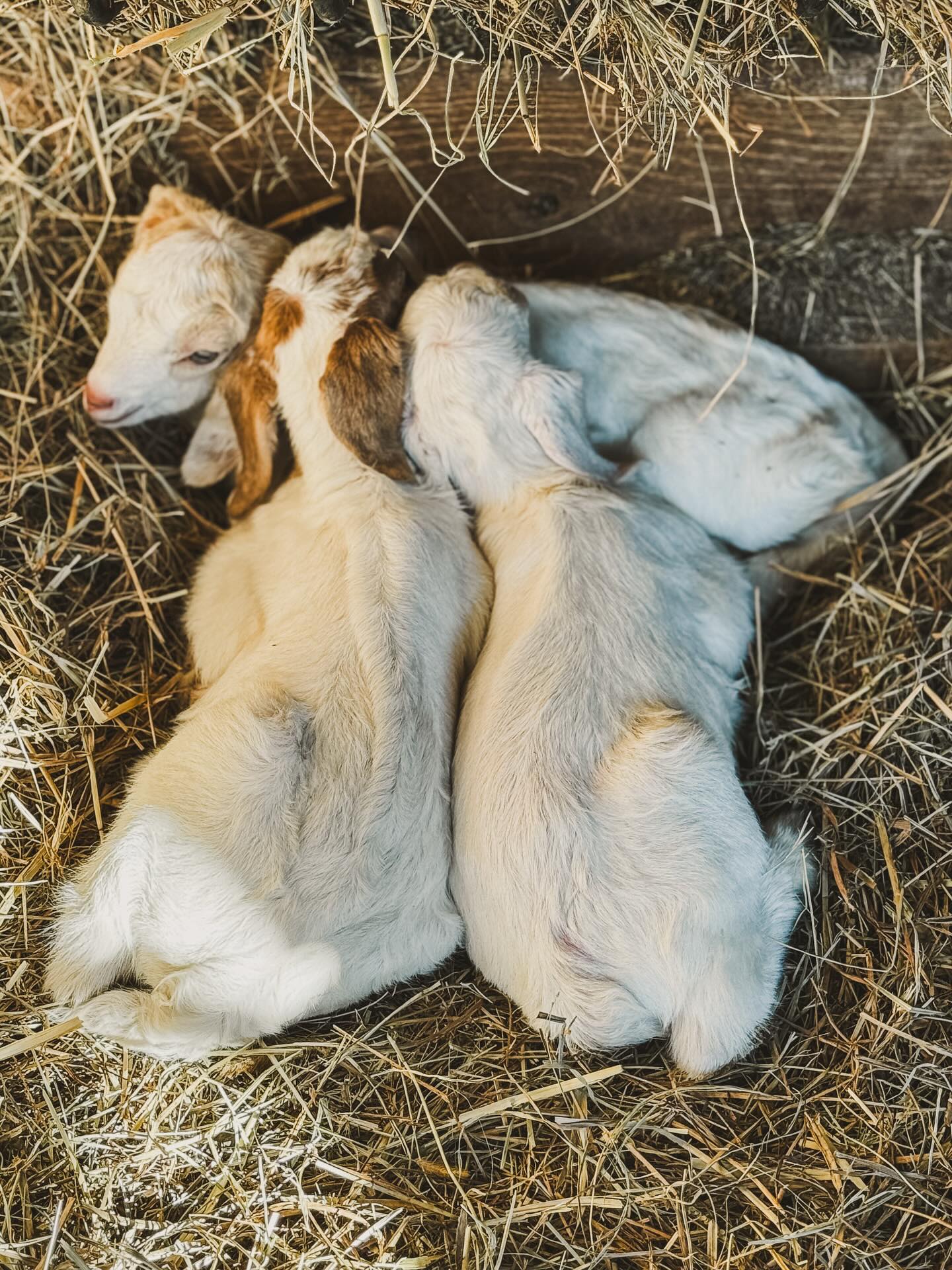 We hope your weekend is as cozy as these sweet triplet baby goats! Our birthing season is thankfully off to a wonderful start. In the past nine days, we’ve welcomed six lambs and seven goats— all healthy and doing well. What an answer to prayer!