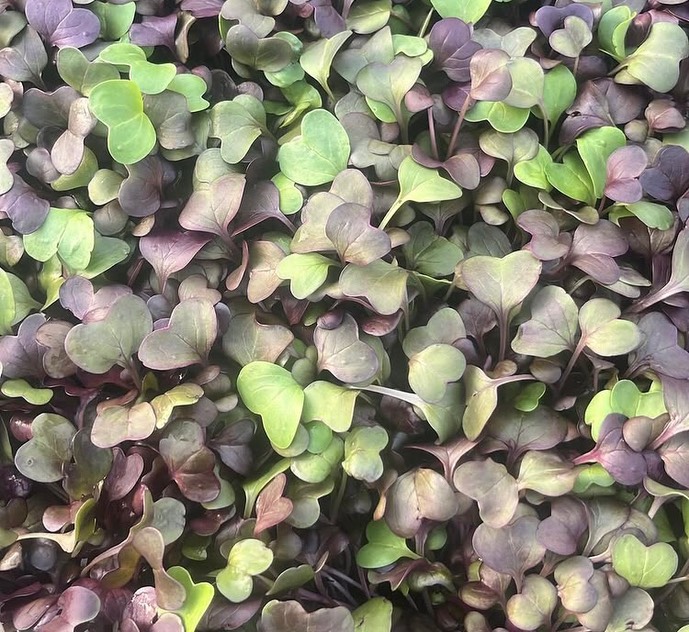 Weβre back at the Fort Greene market tomorrow after our winter break! Come get microgreens, roots, and some sun βοΈ