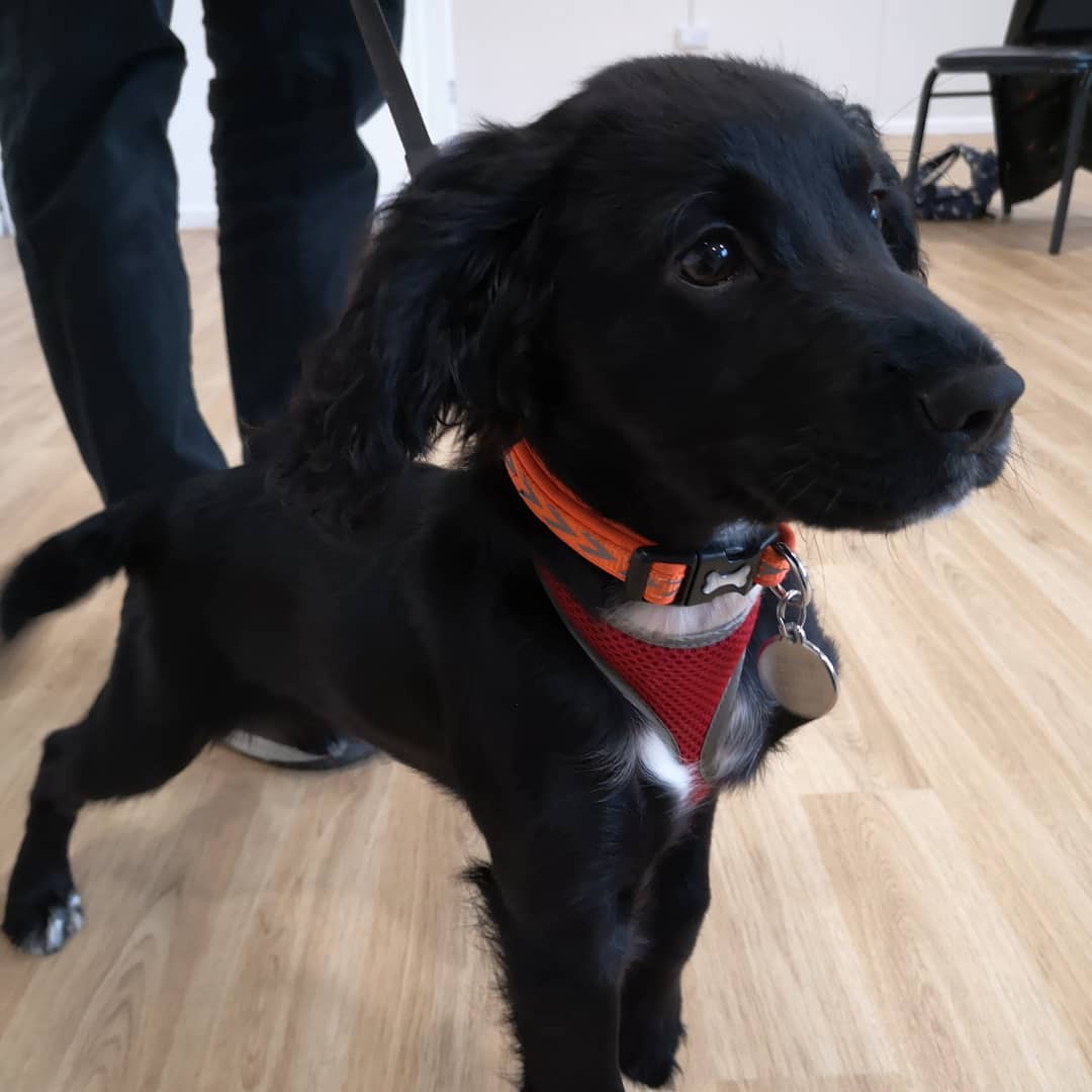 Gorgeous Winston, a recent puppy graduate 😍
#puppyclasses #brightonandhovepuppies #puppytraining #puppy #spaniel #workingcocker #cockerintraining #puppyschool #superstarspaniel #puppysocilisation #brightondogs #brightonpuppy #cutepuppy #cutespaniels #cutecockerspanielpuppy #blackcockerspaiel #blackpuppy #puppiesofig #puppybehaviour #puppytraining #puppyfun #puppyplay