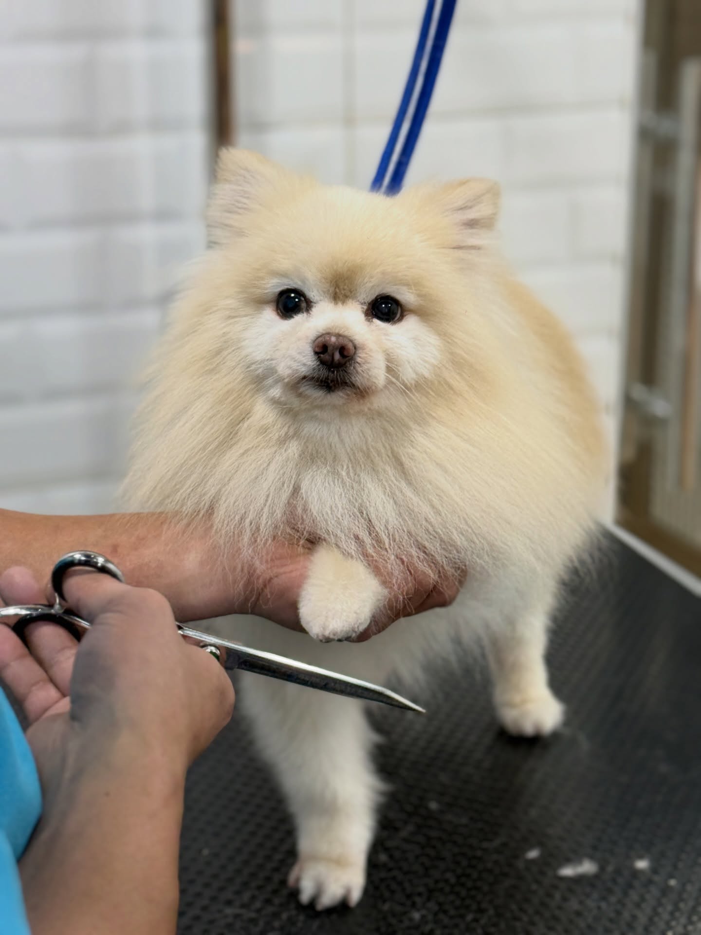 Today’s mood: freshly groomed! ✨ Every pet deserves gentle care, book an appointment at 0503666622! #wagginized #dogsofdubaihills #tailwaggindubaihills