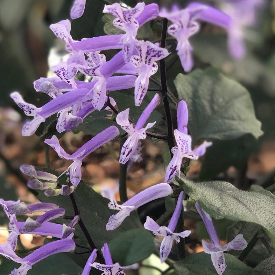 Look at the detail! We grow many of our plants ourselves to provide our customers with consistent quality and top of the line specimens. Call today to add new color and life to your home! 407-409-4108 #flowers #monalavender #floridalife