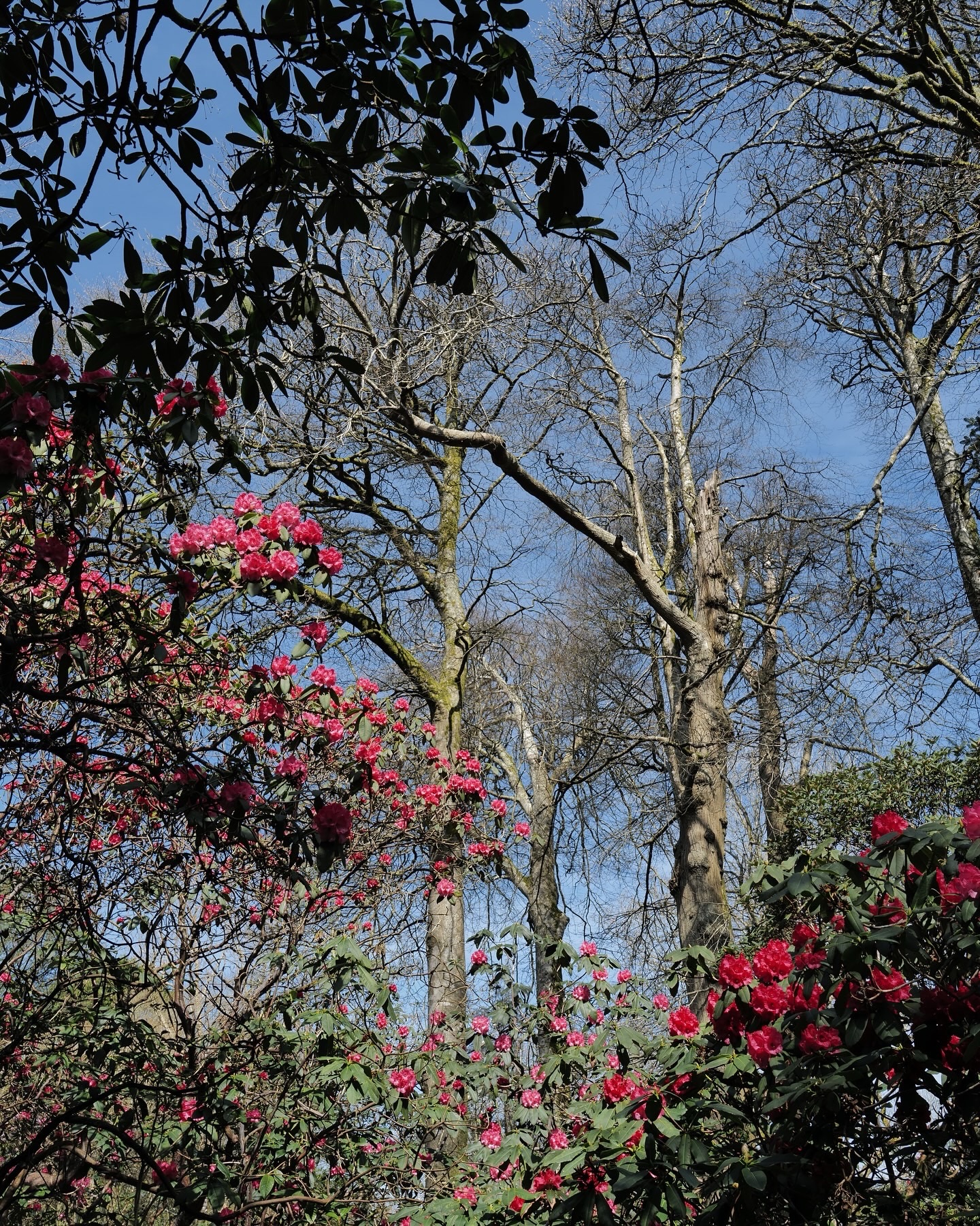 Spring comes early to Cornwall. Over the next few weeks magnolias, camellias and rhododendrons will be bursting into life so it's a great time to visit if you're keen on gardens.
#cornwallgardens #springgarden #cornwallgarden #greatgardensofcornwall #visitcornwall