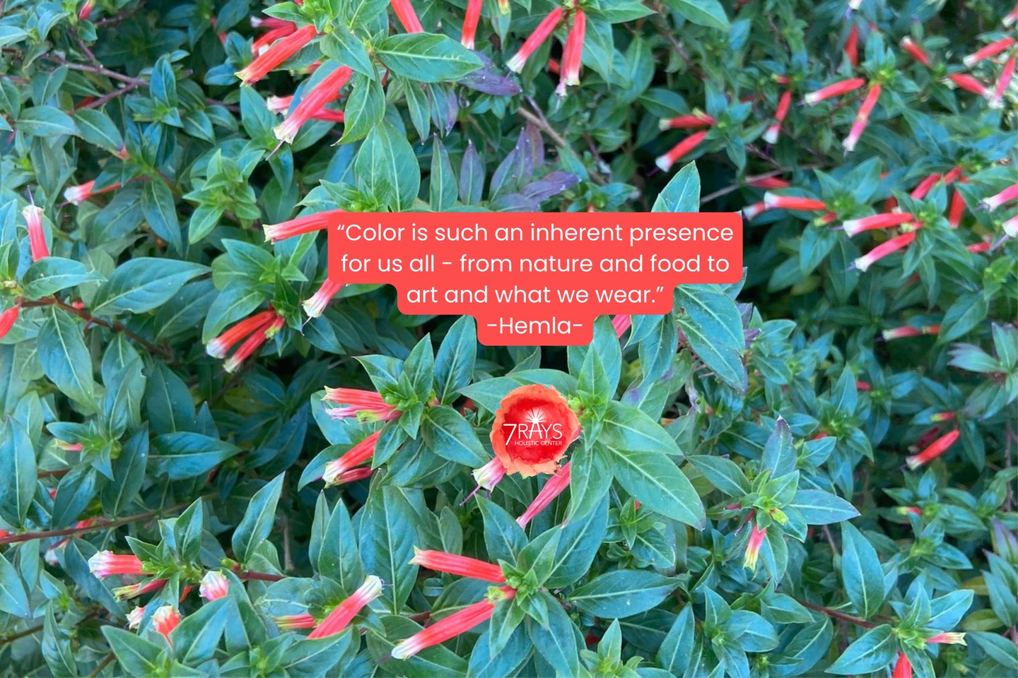 Everything that makes you human sits in the color red! Red rules your emotions, your relationships, your home, and your finances.
Read More: https://www.7raysholisticcenter.com/post/red-the-base-chakra
📸 Photo by Hemla
#reawakenthepower
#colortherapy #familyconstellations #CrystalHealing #EnergyWork #Intuition #Productivity #SpiritualGrowth
#ColorTherapy #SelfExpression #ChakraHealing #7rays