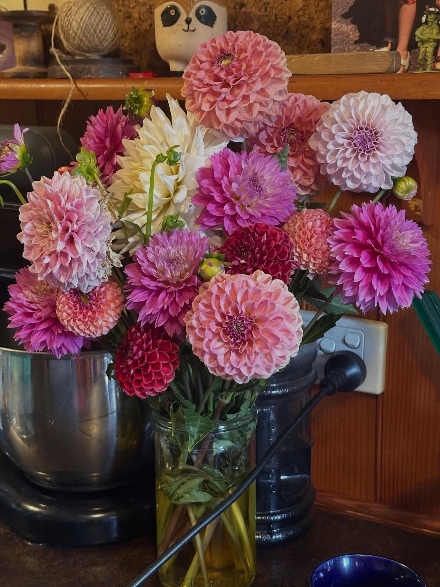 It’s been a massive day both physically and emotionally as we dropped our eldest daughter off at Sydney uni today.
I’ve never even been there before and had an amazing day just soaking up the history and the excitement of all the dreams and possibilities filling the atmosphere. What a beautiful it was as well. I’m just now cooking a quick dinner before an early night and felt a little in love with the random Dahlias that were hanging out in the kitchen with me. Thought I’d share xx
#lettinggo #dahlias #imustgrowbeautifulstuff