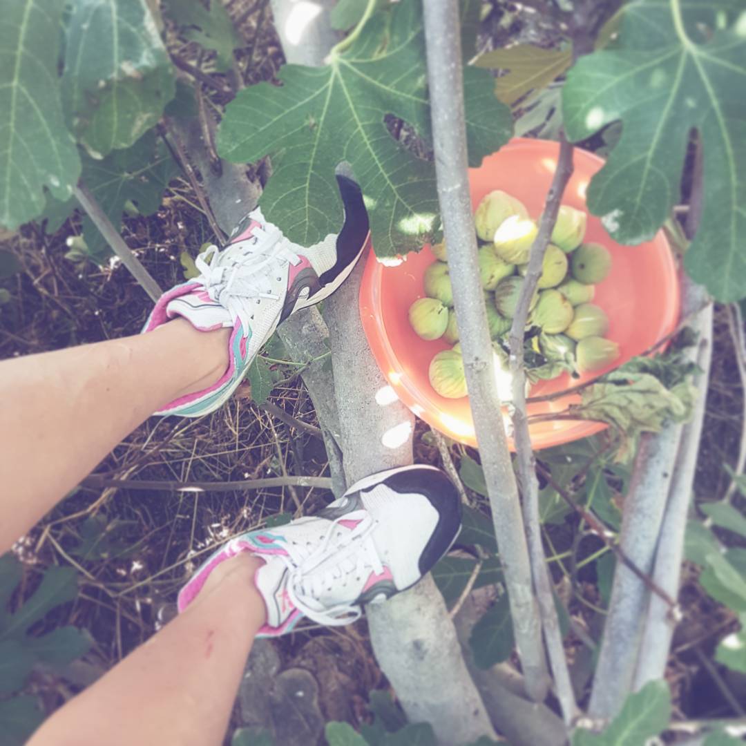 I'll do anything for figs
#ithinkihaveaproblem #onlyalittleone #totallyaddicted #figs #incir #ohsosweet #climbinguptrees #turkey