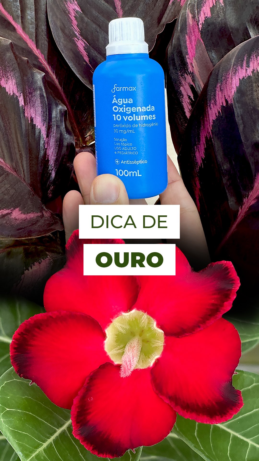 Dica poderosa e natural para suas plantas! 💧
Com um toque de água oxigenada diluída em água, você cria um aliado natural contra fungos, pulgões, ácaros e cochonilhas, sem prejudicar o solo ou os pets. 🐝🐾
Além de proteger, ainda estimula o crescimento das raízes e deixa o substrato mais oxigenado, ajudando a planta a se desenvolver com mais força e vitalidade. 🌱
Use uma ou duas vezes por semana e veja suas plantas ganhando vida nova!
E você, já testou essa dica em casa? 👇
#pulgões #jardim #acaro #flores #pragas
