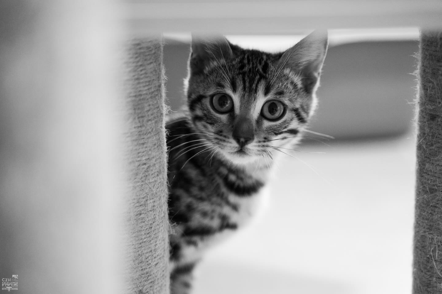 Les beautés en noir et blanc par @thefocus.brothers 📸
Atlas, Lima, Vayana, Tofie, Roméo et Mina 🐱
#larecreduchat #pensionpourchats #hotelpourchats #cat #cats_of_instagram