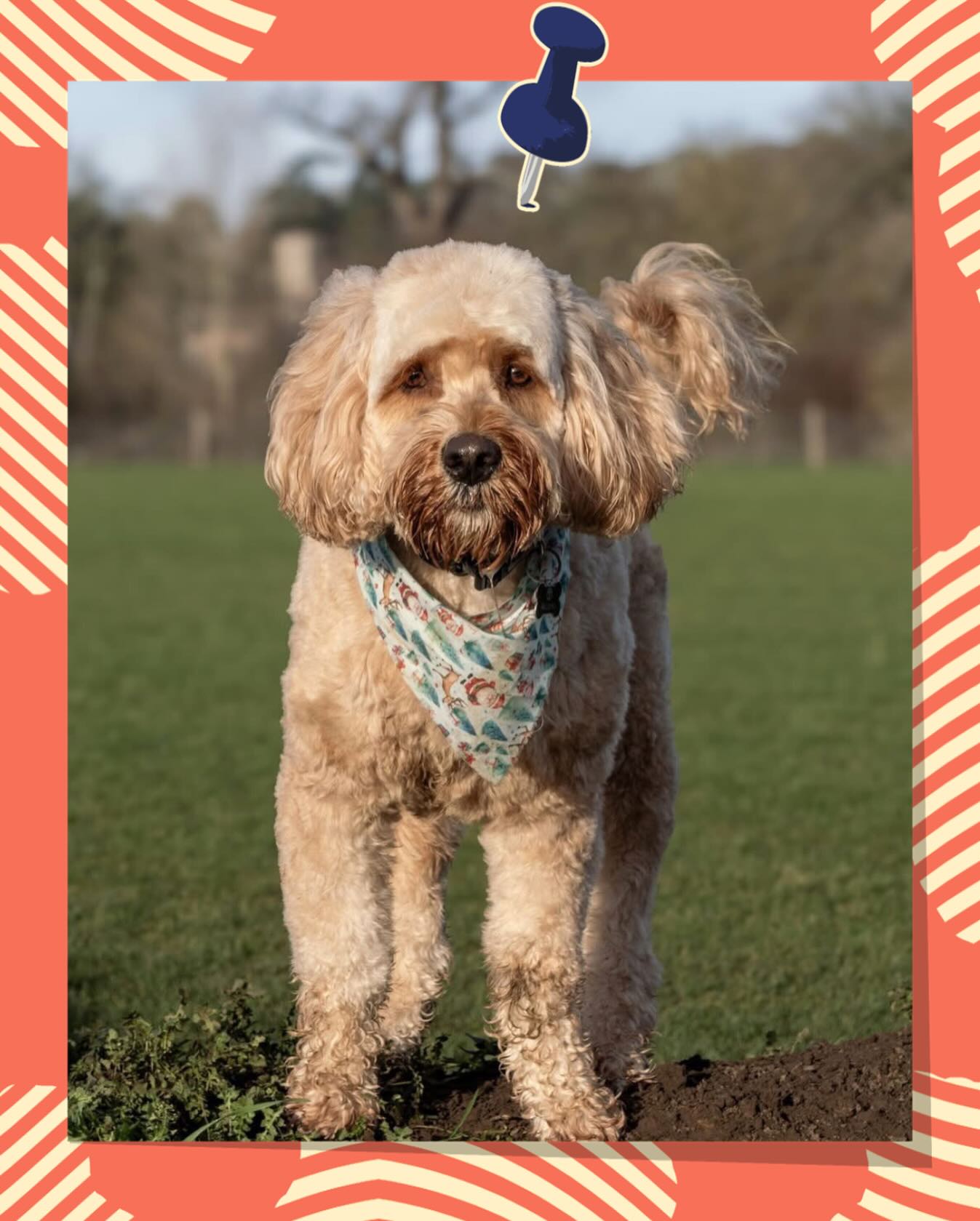 📸🐶
@padandco_dogwalking
-
🐾 Little Bealings Meadow is our established dog field located just outside Ipswich, trusted by local dog owners 🐾
🌳 Woodbridge Dog Field’s planning permission has been approved!🌳
-
📲 Follow us for regular updates, behind-the-scenes peeks, and everything dog field related. We can’t wait to welcome you and your pups! 🐶
-
#DogWalkingField #SuffolkDogs #DogFriendlyUK #DogFieldUK #SecureDogField D