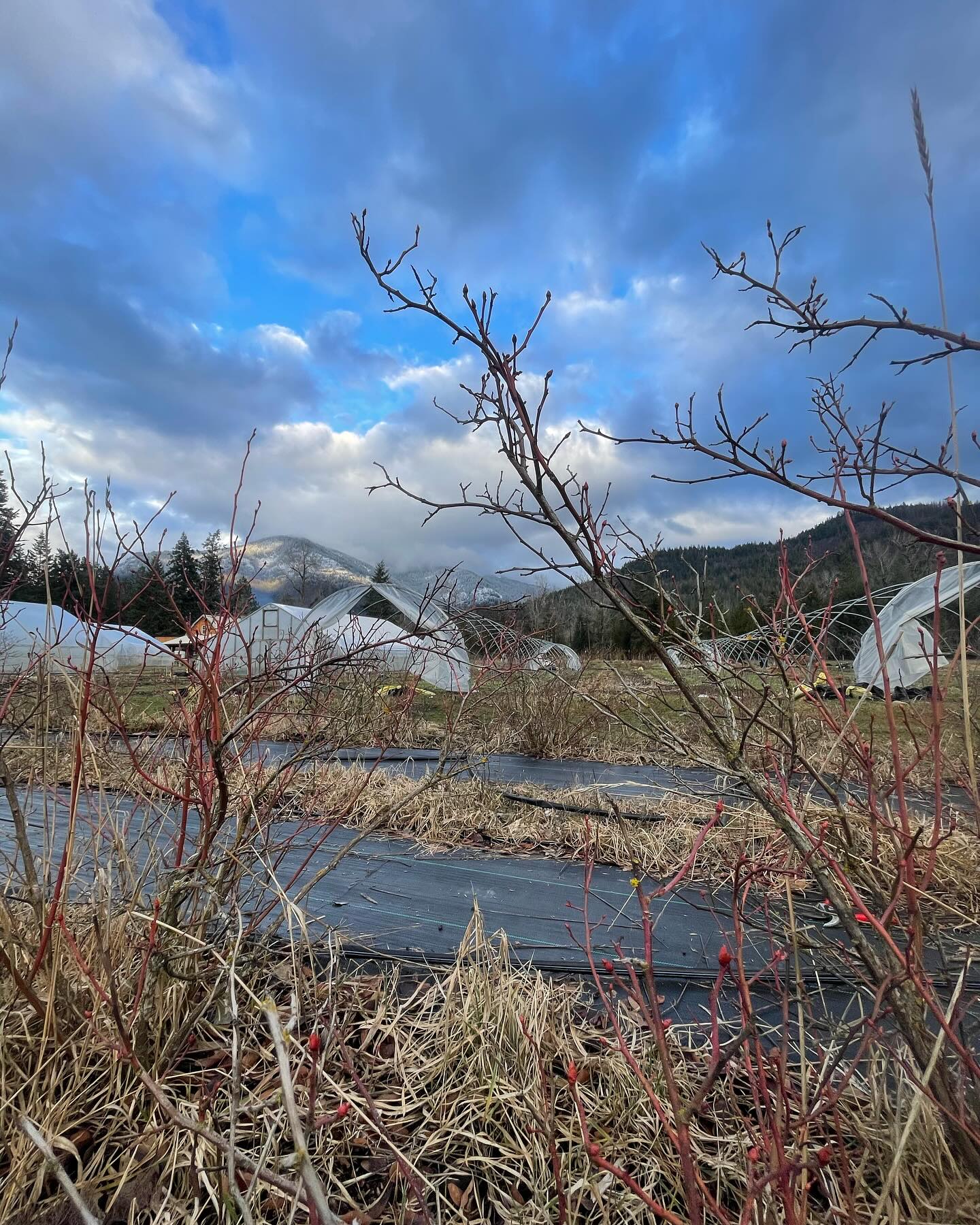 Pruned half of the blueberries, seeded peas into paper pot trays, and made a drain hose set up for our spinner. Pretty perfect day. (Not pictured was me watching USA curling highlights. I’m excited to get caught up on their semi final match with Italy! I didn’t even really know what curling was a week ago, but now I’m solidly 70% into it!)