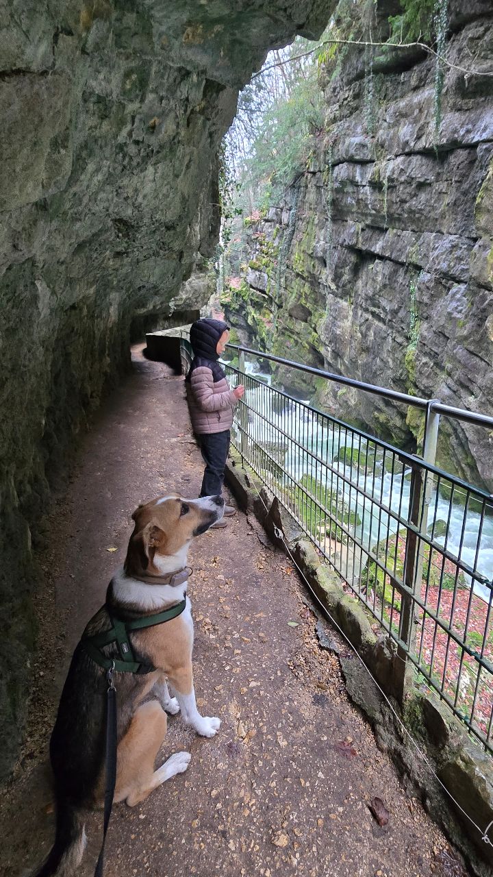 ℹ️ ɪɴꜰᴏꜱ 🤩👇🏻
Une gorge spectaculaire à deux pas de la ville 🌿🏙 Elle est même connue pour être l'une des gorges d'Europe la plus proche d'une agglomération 👀
🥾 Distance : ~2 km
⏱️ Durée : 45 min – 1h
📈 Dénivelé : faible - adapté aux familles
👟 Niveau : facile (mais sol parfois humide)
🚍 Accès facile depuis Bienne - Bus (Taubenloch) OU
🅿️ Parking à Frinvilier (parcours en descente)
🦌 Accès direct au Parc Animalier de Bienne (gratuit!)
❌️ Parcours non-adapté en poussette
📍 ɢᴏʀɢᴇꜱ ᴅᴜ ᴛᴀᴜʙᴇɴʟᴏᴄʜ
Bon et on va reconnaître les gens du coin et les vrais connaisseurs, comment s'appelle la rivière qui coule dans ces gorges ❓️🙈❓️
✅️ Enregistre pour ta prochaine sortie en famille 👌🏻
Activités famille | Grand Chasseral | Explore ma Suisse 🇨🇭❤️