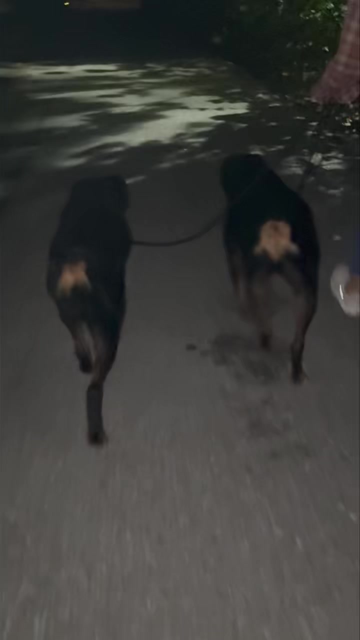 Can’t get much more in sync than Hendrix and Dakota here!
Doing frequent, structured walks together is so beneficial in building and maintaining a good relationship between housemates.
#RotNDog #RotNDogTraining #dogtrainer #dogtraining #dogbehavior #soflo #palmbeach #broward #puppies #puppytraining #gooddog #goodpuppy #obedience #aggression #fear #anxiety #behavior #training #muzzle #adopt #rescue #shelterdogs #dogswhobite