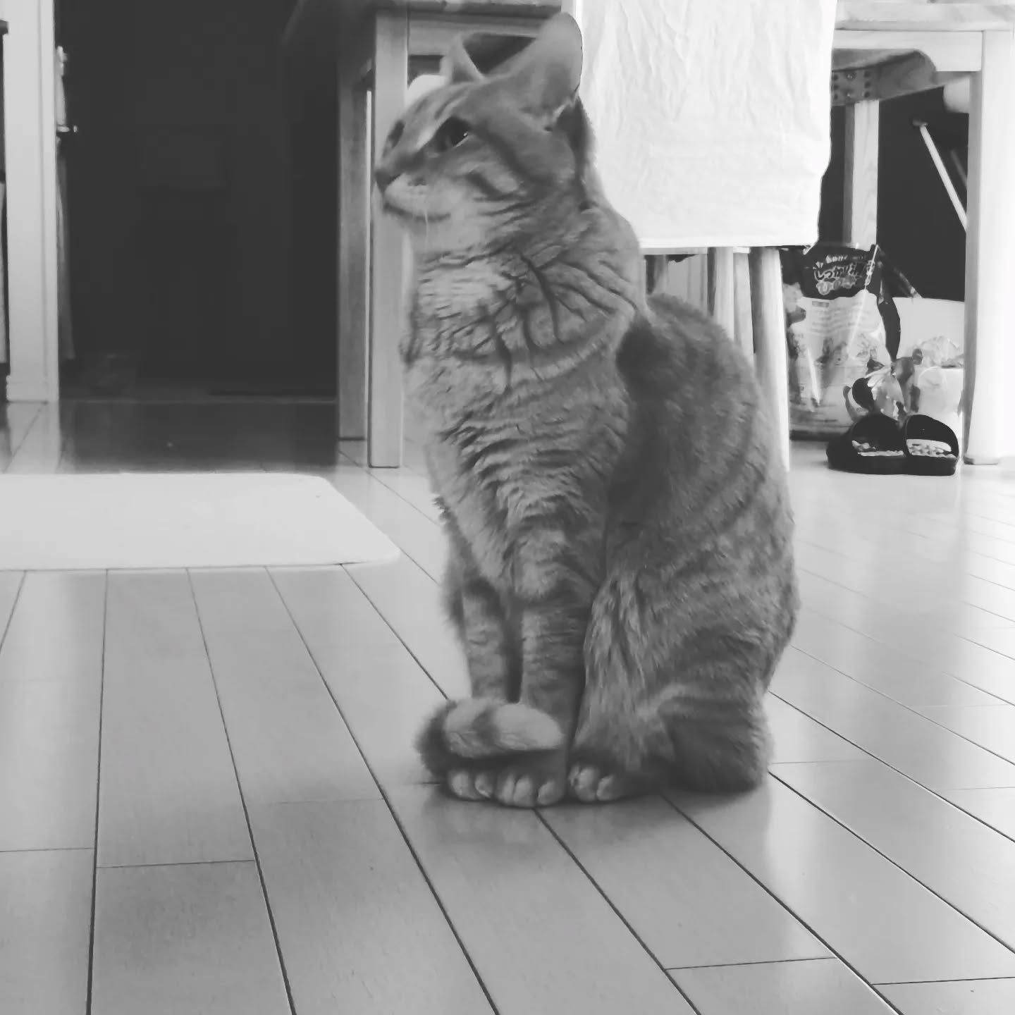 どこを見ている?
#茶トラ
#いえねこ