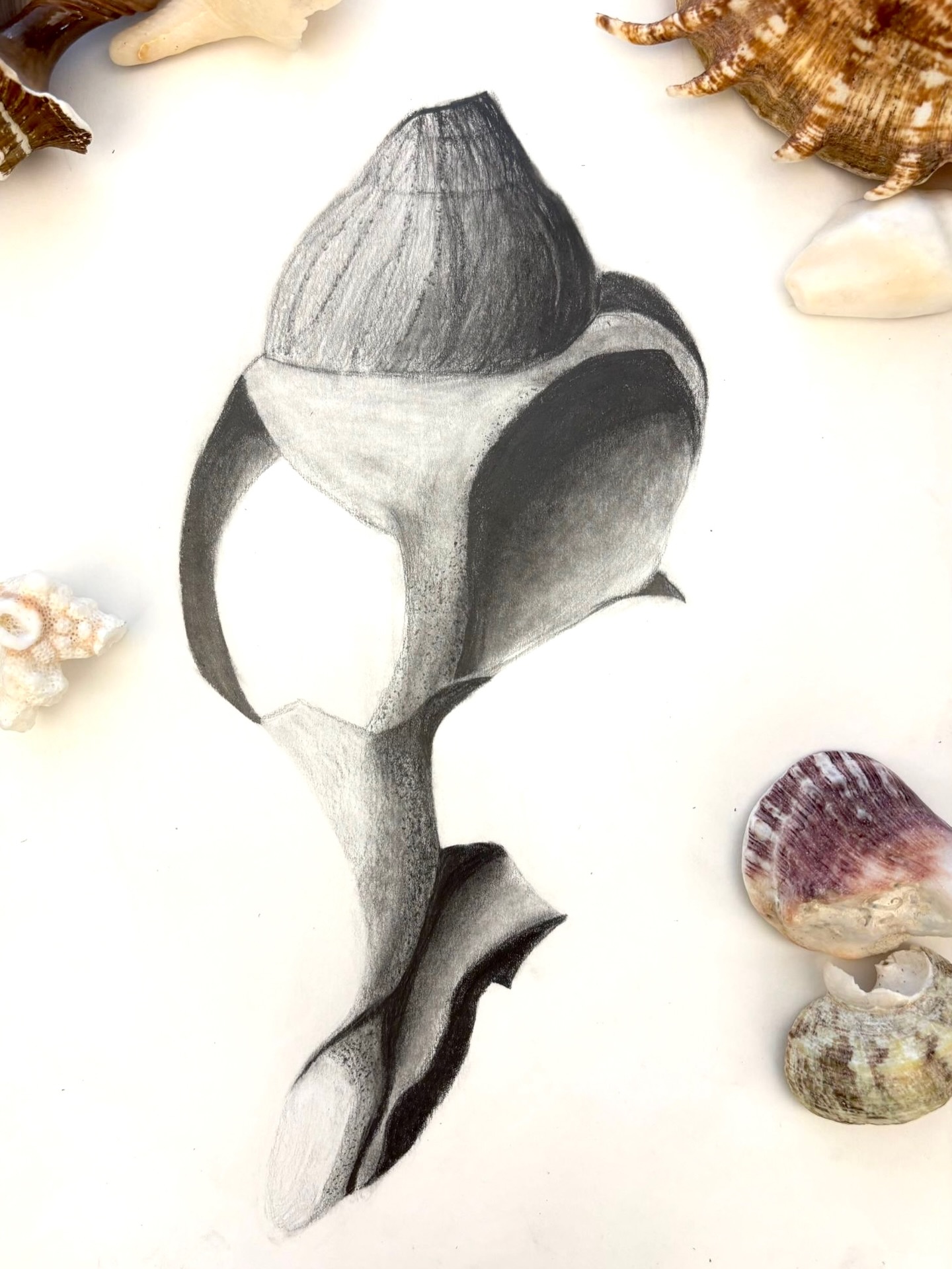 Shells: Texture, Tone & Form 🐚✨
Observational drawings focusing on the elements of art: line, tone, texture, detail, proportion, shape, and form.
A refined range of tonal values developed using 2B, 4B, and 6B pencils, blending techniques, and mark-making.
Well done to our young artists for creating a strong sense of realism! 🐚✏️✨
#Enfield #londonart #londonlife #londonartist #londonartclass