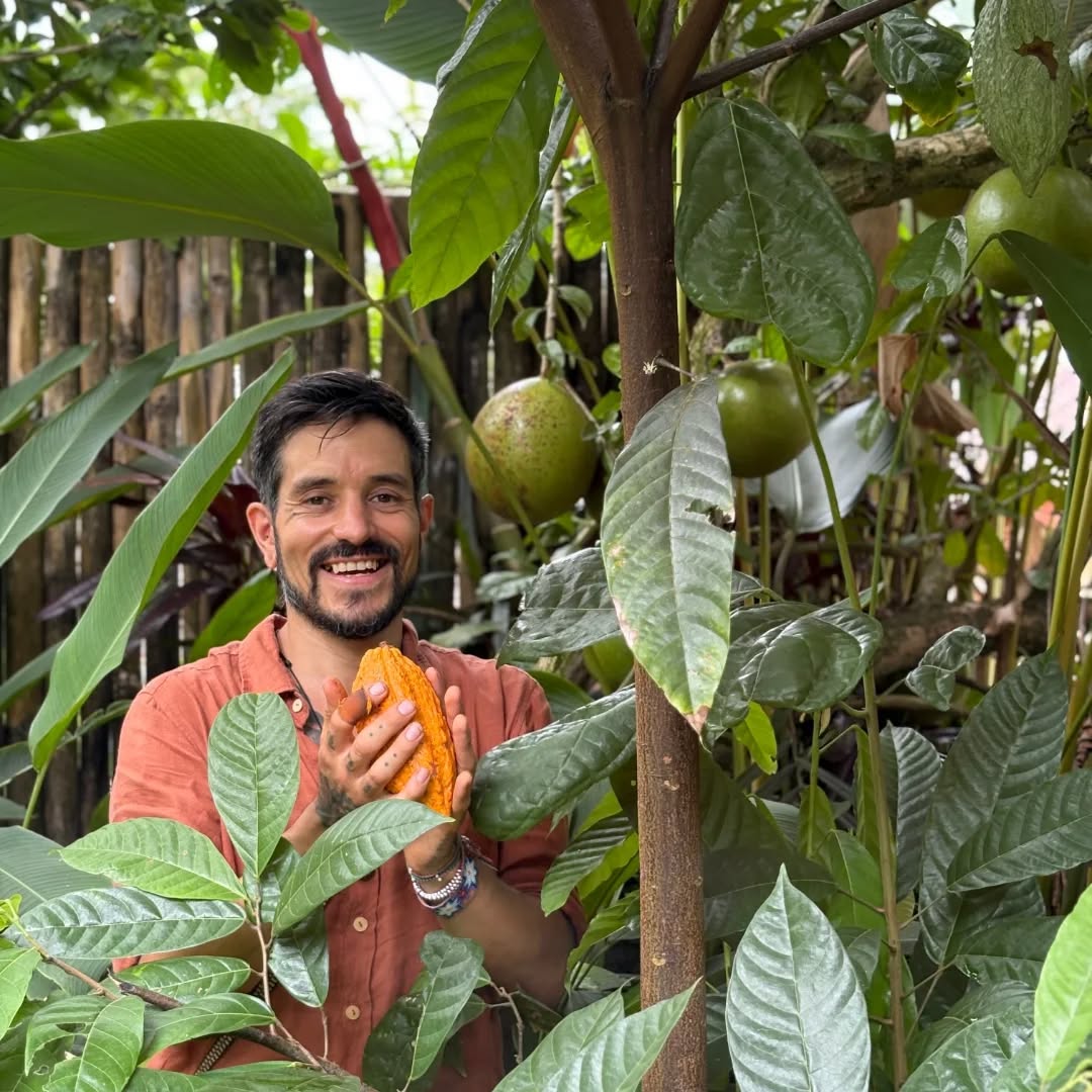 Something beautiful happened, that feels very significant, and filled me up with joy and gratitude.
The cacao tree I planted has given its first pods, and I've done the first harvest!
With this, I can feel there's so much more happening... more that wants to be birthed. It feels like a reflection of an ongoing relationship with a plant I continue to discover, learn from, and understand in deeper ways.
Cacao has been such a profound ally in my journey. Helping me remember who I am, and live it. It has empowered me to show up in service. Encouraged me to find new ways of walking this path.
Supported me in shedding layers of protection I had between my heart and life. Held me through moments of deep transformation, where challenge, pain, healing, and possibility were all happening at once.
It has helped me stand strong, yet flexible enough to welcome life and dance with what comes.
Now, something wants to emerge & be birthed.
This first harvest feels symbolic: the visible beginning of a larger vision that has been slowly growing beneath the surface. I see the magical weaving of Spirit as this unfolds close to the Mayan new year and my Mayan birthday. Divinely timed, powerful, and special. And I welcome all as a clear nudge from Spirit and Cacao to lean in.
Grateful for this beautiful plant. For Mother Earth. For what is growing from this moment.
I'm staying open and curious about what's unfolding, following the signs one step at a time... more will be revealed soon šāšš³