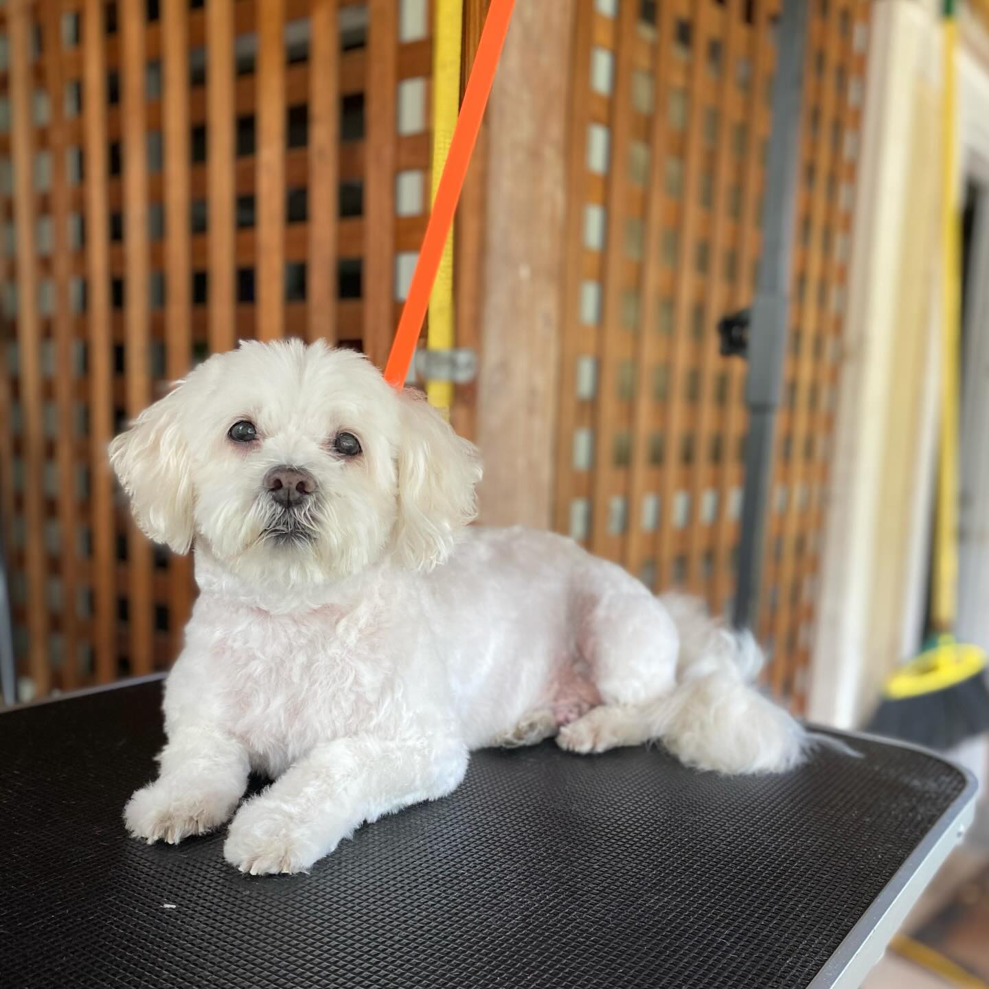 Our services aren’t just about the destination, we focus on the journey too ♥️
🌟 We specialize in working with seniors, puppies, and even those that need to rehabilitate their experience with grooming. Like this senior buddy, who absolutely hated grooming the first time I met him, and would flail to no avail. Flash forward to the future, and here he is relaxed as ever during his groom. We place importance on trust and respect, and that makes the world a better place ♥️ one pup at a time.
A perfect haircut shouldn’t come at the cost of comfort or confidence. We make sure your furry friend is taken care of gently, lovingly, and with lots of high quality treats 🍖
#doggroomer #maui #seniordog #lbc #dogmom