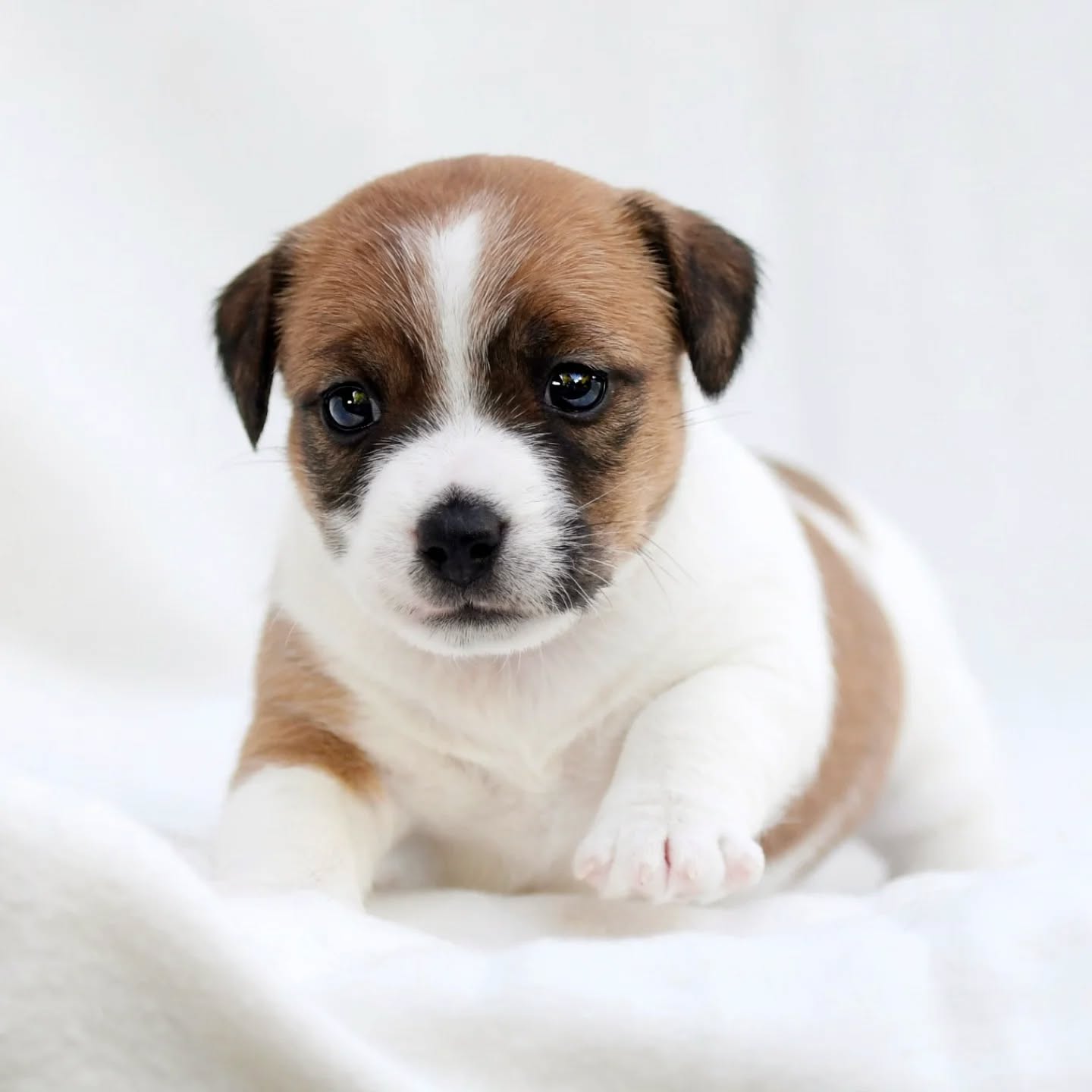 Puppy memories 🐶🍼
.
.
.
.
#ivynookkennel #jackrussellpuppy #jackrussellterrier #puppyoftheday #dogpuppy