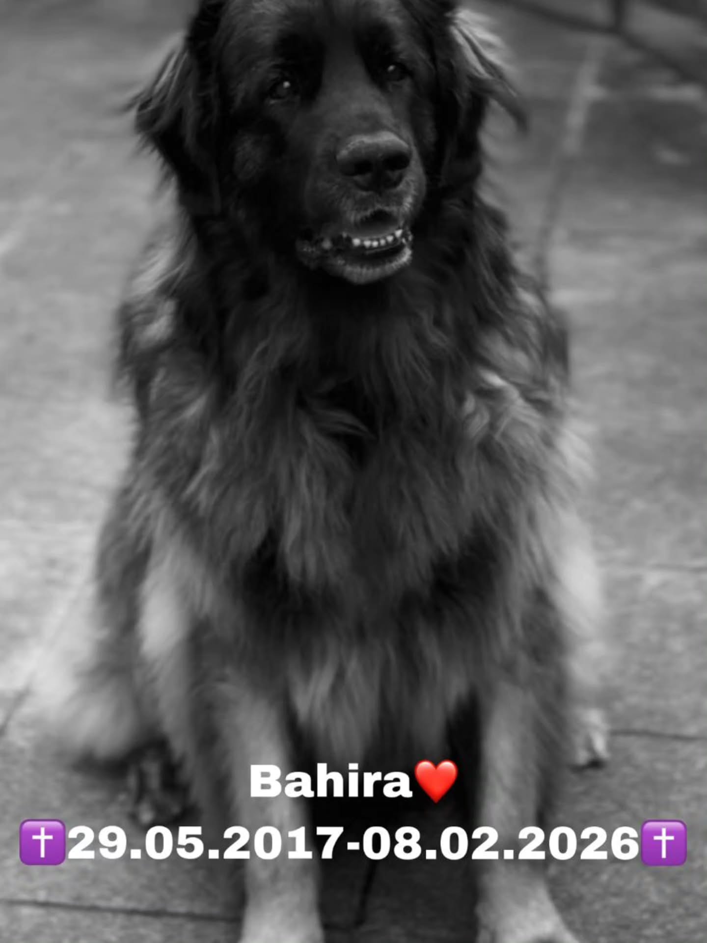 All diese Hundebegegnungen gestern waren für mich unglaublich schön. Jeder Hund ein einzelnes individum mit seinem ganz eigenen Charakter... genau so wie wir Menschen eben auch.
Erlebtes, Eindrücke & Verbundenheit gestern genau vor 3 Monaten am 08.11.2025 war Bahira noch auf Erkundungstour im Schnüffelgarten - Hundeland. Walks und Begegnungen hatten sie nichtmehr benötigte in ihrem hohen Alter. Ruhe und Geborgenheit oder mal schnüffeln ein moment für sich im Schnüffelgarten das konnte sie geniessen💚
Nicole hat beide Trainings mit ihren jungen Leonberger letztes Wochenende kurzfristig abgesagt und das war auch absolut richtig. Ihr Bauchgefühl war richtig und sie hat es gespürt, dass sie nicht einfach weggehen kann vom Rudel.
Unsere Bahira ist gestern für immer eingeschlafen während wir ganz tolle momente und Erfahrungen mit unseren fellnasen machen durften.
Run free liebe Bahira🌈 du bleibst für immer in unseren ❤️🐾 verewigt auf meinem Profil wie du den Schnüffelgarten am 08.11.2025 noch genossen hast🫶
Von Herzen für die ganze Familie mit und ohne Fell🐾👣
@nicole_akilah
@beat_schlosser
@vomwuschligenchaos
#runfree
#bahira
#Leonberger
#codedoglove