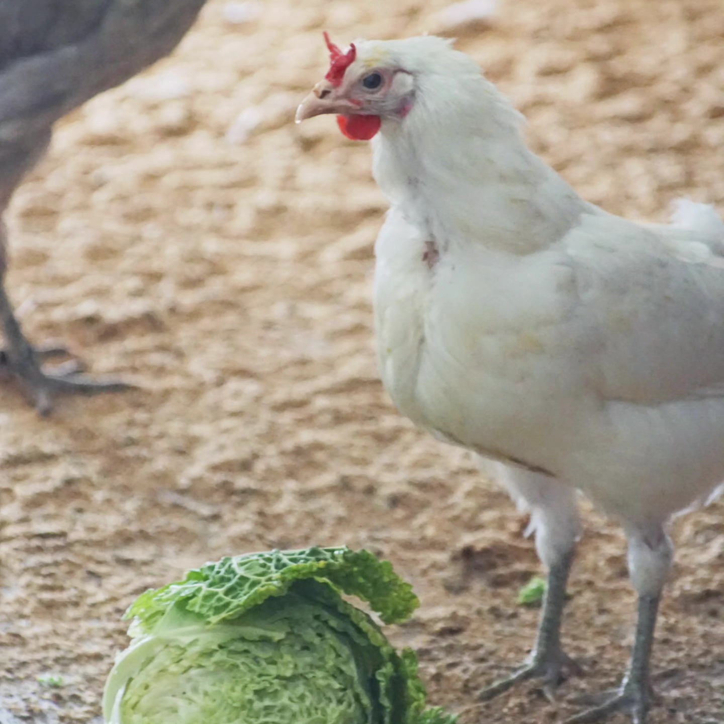 ✨Gallina Cornuta Siciliana✨
_____________________________________________
Verfügbar: Bruteier 🥚, Küken 🐥, Junghennen 🐓
https://www.broholmer-zucht.com/sizilianischekronenkaemme
Instagram & TikTok @huehnerwelt_rauch
Facebook @rauchs_huehnerwelt
_____________________________________________
Liebe Grüße
Euer Gabriel Rauch von Rauchs Tierwelt
#gallinasiciliana #sicilianbuttercup #hühnermitnamen #hühnerstall #kükenaufzucht #junghennen #rarechickenbreeds #rarechickens #petrooster #petchickens #haustiere #bruteier #hatchingeggs #Rauchshuehnerwelt #rassehühner #backyardpoultry #chickenlove #küken #kure #poulet #pollitos #heritagepoultry #курица #piščanci #pilice #pollo #kippen #kip #kurczak #hühnerparadies