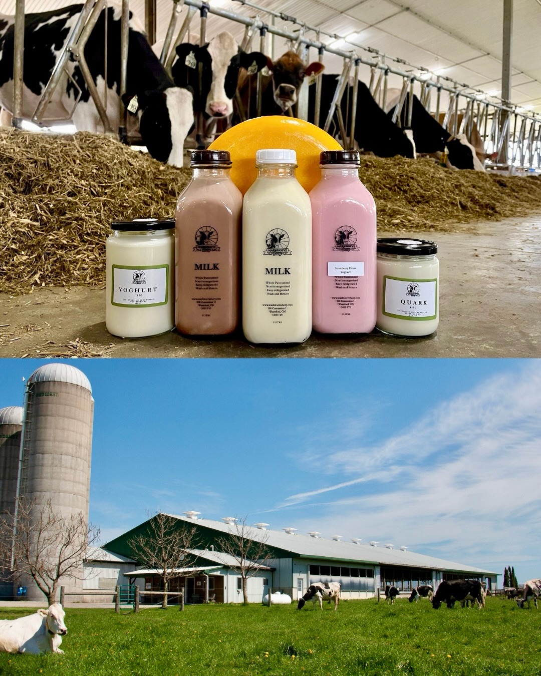 It’s easy to forget how lucky we are to have food this good made right in our own backyard. Here in Waterford, Markhoeve Dairy is doing something special—producing fresh, wholesome, sustainably made dairy the way it should be. 🐄🙌
Run by the Backx family, their farm delivers more than just milk. From rich whole milk and creamy chocolate milk to traditional European favourites like Quark, Gouda-style cheeses, and beautifully smooth yoghurt, these are products you’d expect to find abroad—yet they’re crafted just minutes from home 🧀🏡
This is the kind of local business that reminds us why supporting local matters: quality you can taste, transparency you can trust, and food made with real care.
Visit them at: 108 Concession 11 Townsend, Waterford
#ShopLocal #blogNorfolk #WaterfordON