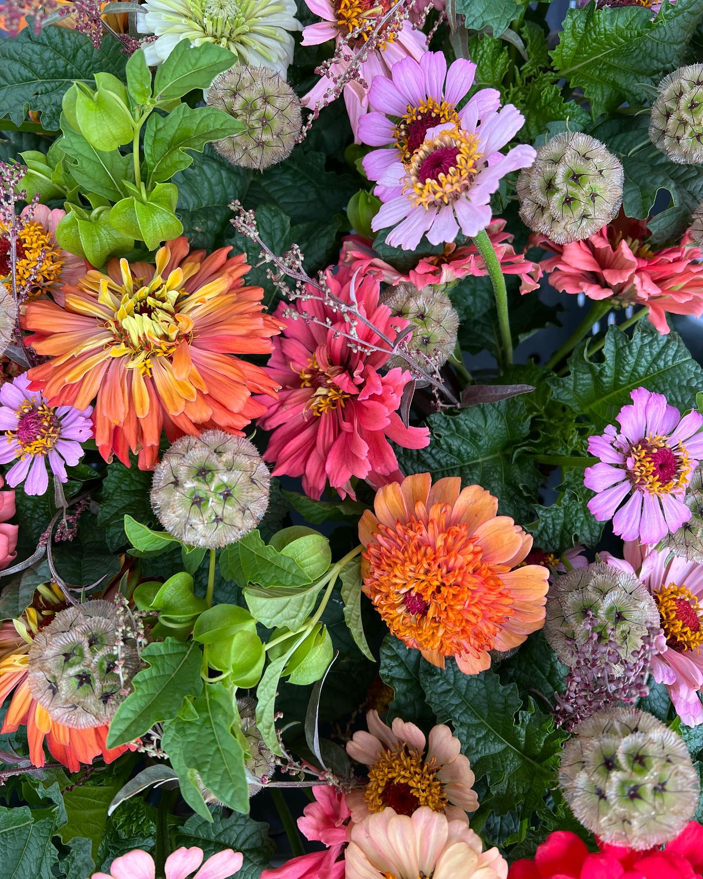 Summers vibrancy adding some color to this rainy day. Fresh picks delivered to town & country foods this morning, did you snag yours?
#freshcutflowers #localflowers #grownnotflown #townandcountry #zinnia #billingsmontana #406 #growninmontana #montanagrown #flowerfarmer #slowflowers #montana #summer #summertime #supportlocal