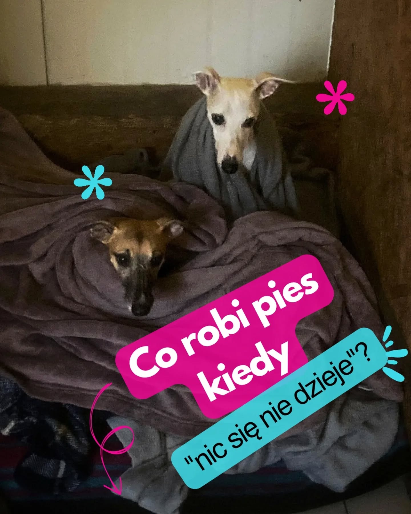 Czy wiesz, co Twój pies robi w hotelu, kiedy „nic się nie dzieje”? 😴🐾
Często dostajemy pytania: „A będą zdjęcia z zabawy?”, „Czy on się dzisiaj wybiegał?”. To naturalne – chcesz, żeby Twój przyjaciel bawił się świetnie. Ale z naszego doświadczenia wynika, że najważniejsza praca w Merdu-Merdu dzieje się wtedy... gdy aparat idzie w odstawkę, a w hotelu zapada cisza.
Odpoczynek nie jest równoznaczny z „brakiem zajęć”. To proces niezbędny, by układ nerwowy mógł się zregenerować po spacerze czy kontakcie z innymi psami. Wielu opiekunów obawia się nudy, ale w rzeczywistości to przebodźcowanie jest największym wrogiem. Bez regeneracji zamiast zadowolonego psa, mamy psa przemęczonego i reaktywnego, dlatego naszą rolą jest stworzenie warunków, w których zwierzak nie musi być w ciągłej gotowości.
Pies, który potrafi u nas odpuścić i wejść w fazę głębokiego snu, to dla nas najlepszy komplement – zbaczy to, że czuje się w pełni bezpiecznie. Ta hotelowa cisza, o którą tak dbamy, to moment, w którym psie mózgi przetwarzają emocje i budują spokój.
Pamiętaj: zmęczony pies to nie zawsze szczęśliwy pies. Często to ten wyspany i zrelaksowany jest tym, który naprawdę odpoczął na wakacjach.
A Twój pies? Jest mistrzem drzemek czy raczej „perpetum mobile"? Daj znać w komentarzu! 👇
#merdumerdu #odpoczynekpsa #dobrostanpsa #hoteldlapsów