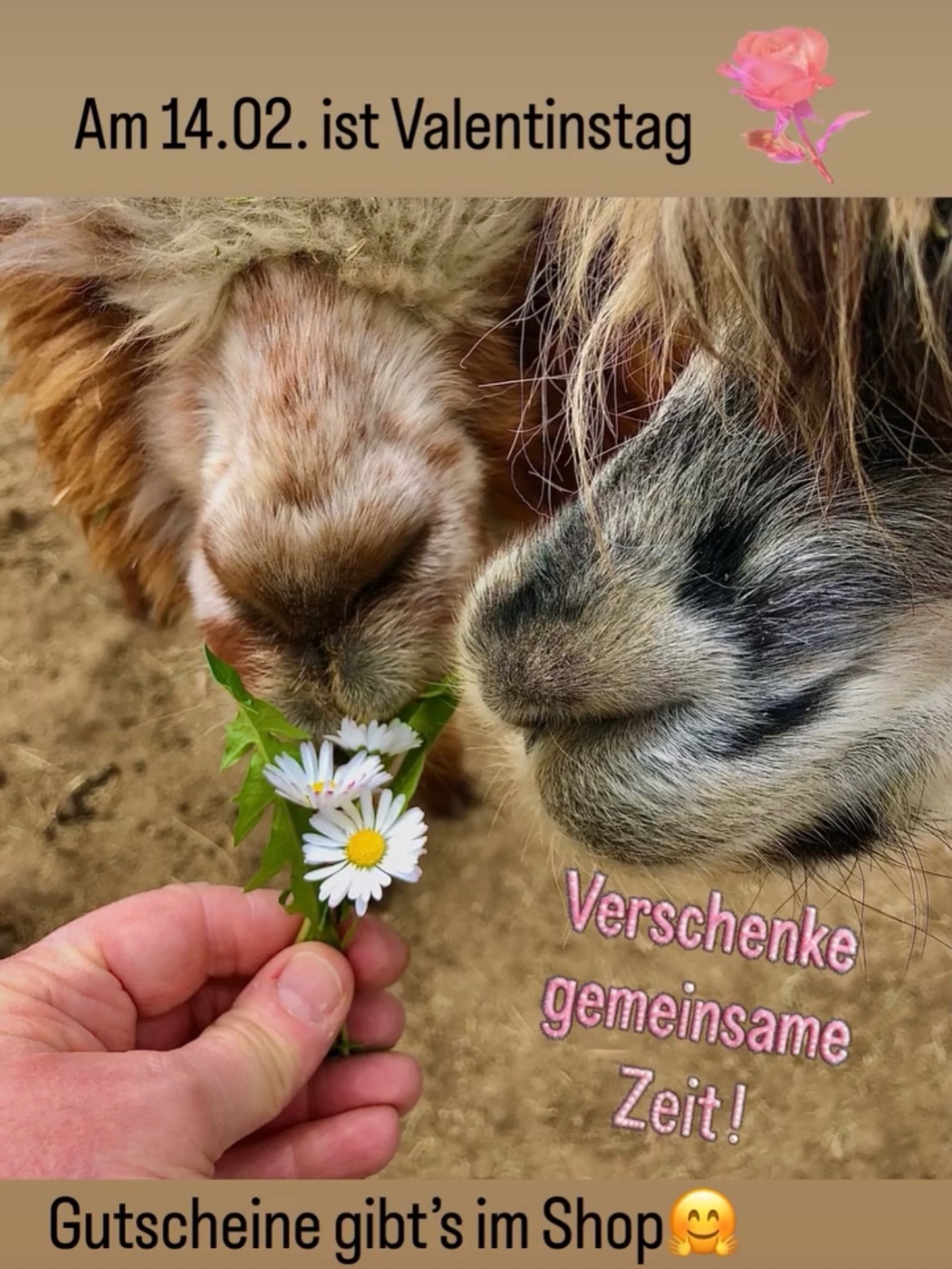 🌹
Hallo ihr Lieben!
Da ist er wieder, der Valentinstag!
🌺🫏🦙🦙🫏🦙🦙🫏🦙🦙🫏🦙🦙🌺
Was gibt es Schöneres, als gemeinsame Zeit zu verbringen! Mit einem Gutschein für eine Tour mit uns liegst du immer richtig! 🌹
Gutscheine gibt es auf unserer Homepage (Link in der Bio)
Wir freuen uns auf euch 🫶
Herzlichst,
🫏🦙 die Jungs
#valentinstag #selztallamas #wandernmachtglücklich #gutscheine