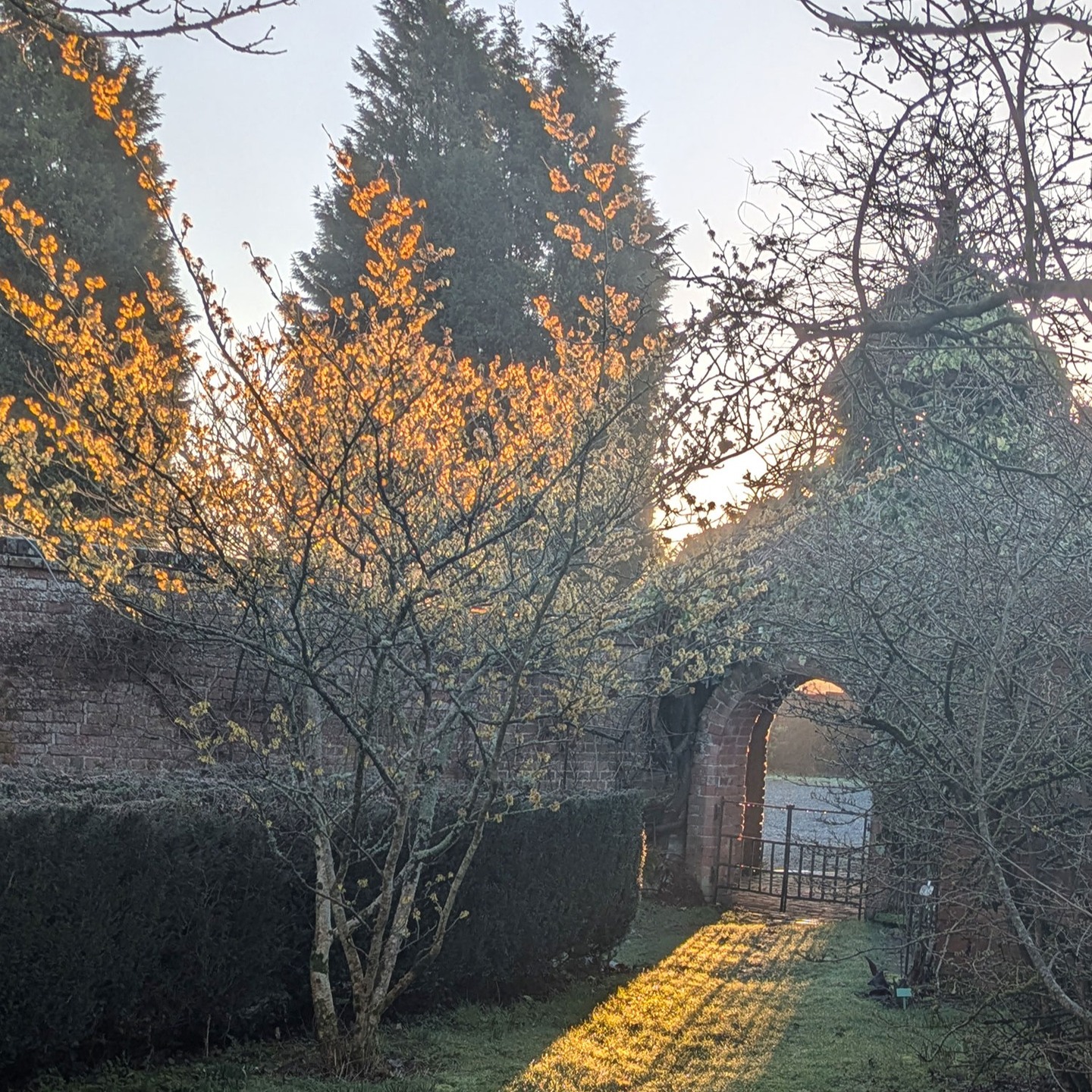 1. A wee bit of sun
2. Sycopsis sinensis
2. Clematis yunnanensis 'Winter Beauty'