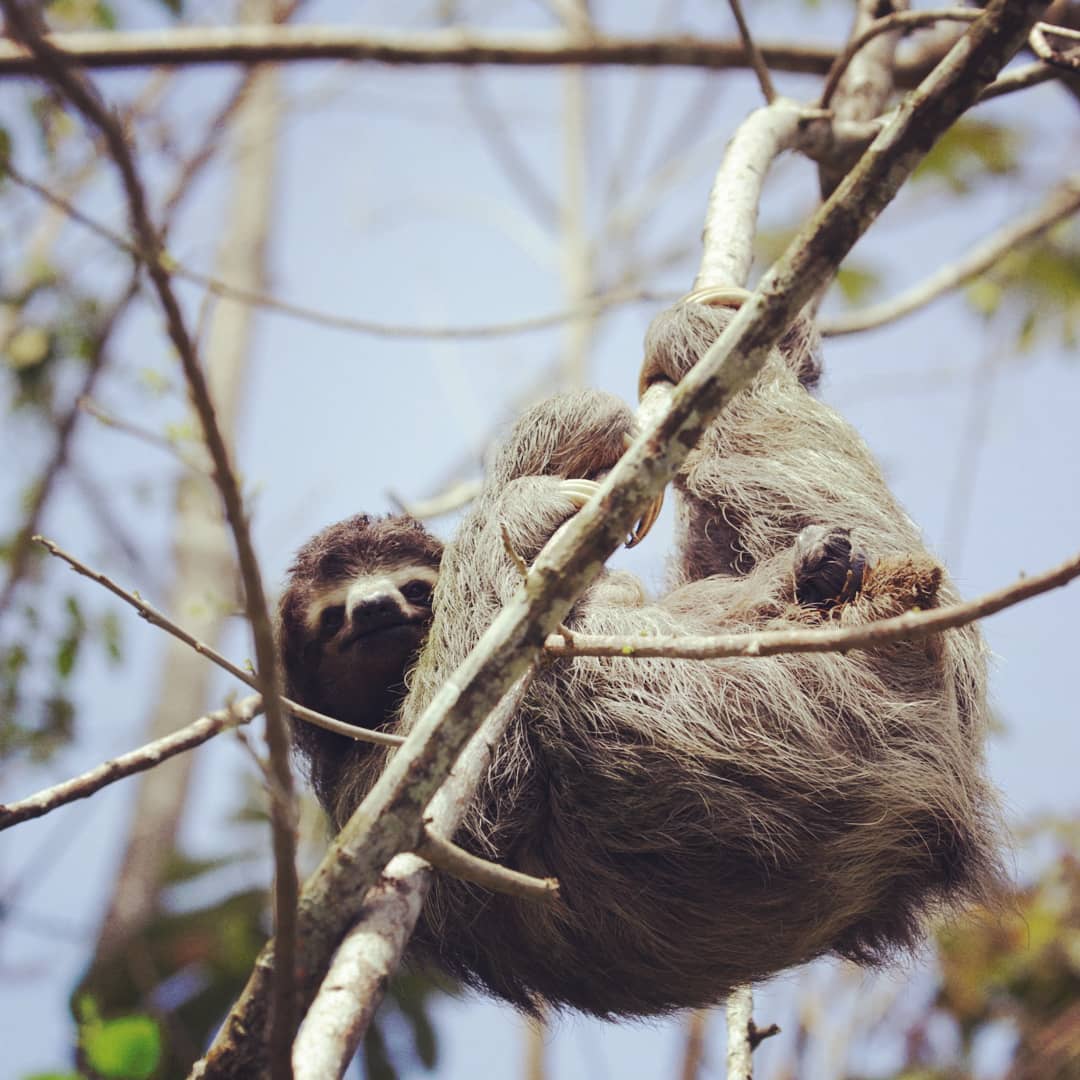 Nos sorprendió maravillosamente esta perezosa dando a luz. Un momento mágico 😍 #sloth #nature #birth #costarica #wild