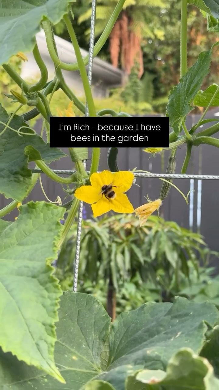 I’m rich because I have bees in the vegetable garden …it’s the small things … 🐝