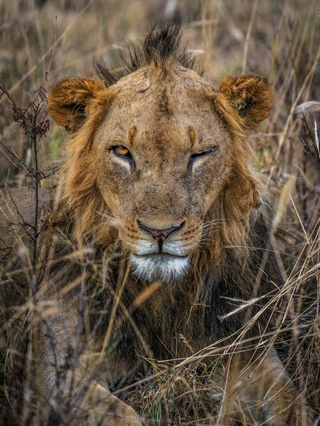 One wink. One impressive mane. One unimpressed lioness.
So… which one do you think she’ll choose? 😉
That wink might be charming, but in the lion world, mane size and colour matter. Growing a large, dark mane takes serious energy — energy that could otherwise be used for hunting, thermoregulation, or survival. Only the strongest males can afford to “waste” it on such an impressive display.
For lionesses, a full, dark mane is a signal of strength, good genes, and resilience — making those males more attractive mates.
Shame for the younger male… it’ll take more than a wink to win her over. 😏
Photos © Jamie Lucas (male lions); © Caitlin de Greef (female lion)