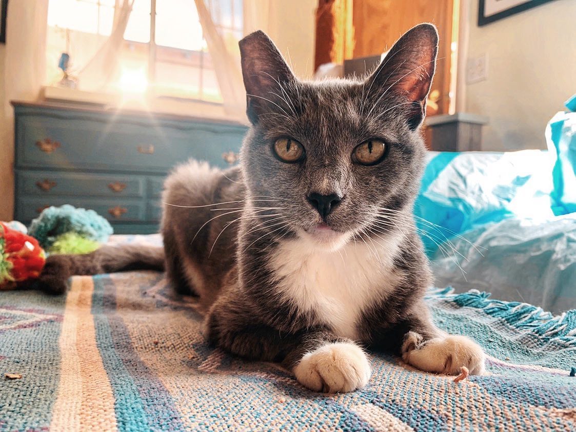 Oh hey, happy #internationalcatday 🐱