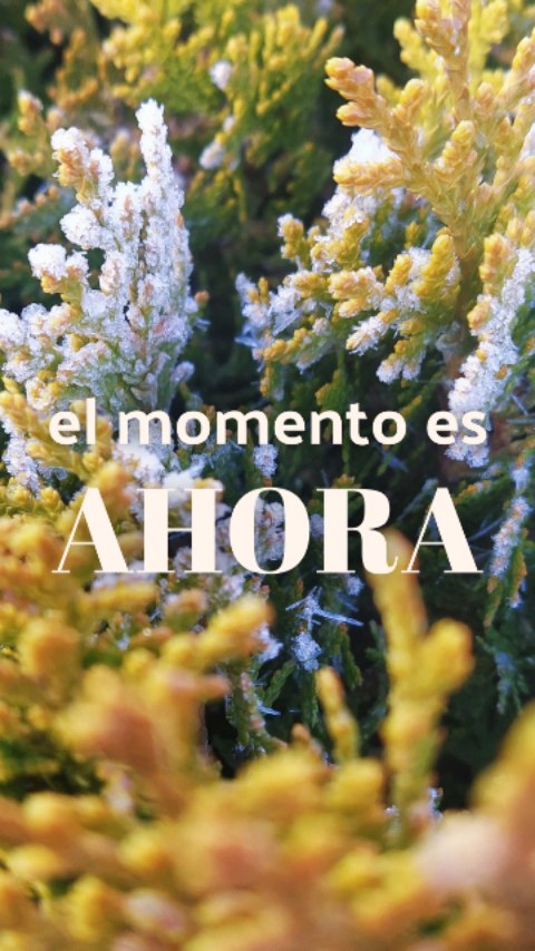 Siempre estaremos agradecidas por el apoyo incondicional de las personas que nos siguen y nos ofrecen su tiempo.
Ahora, necesitamos un poco más para seguir avanzando.
Si estás suscrita a nuestra NL hoy recibirás un correo clave para el futuro de Creadoras. Confiamos que te guste y sigas con tu apoyo caminando como una de Nosotras.
#creadorasdebosques
#mujeresconectadas
#conectadasalatierra
#socias