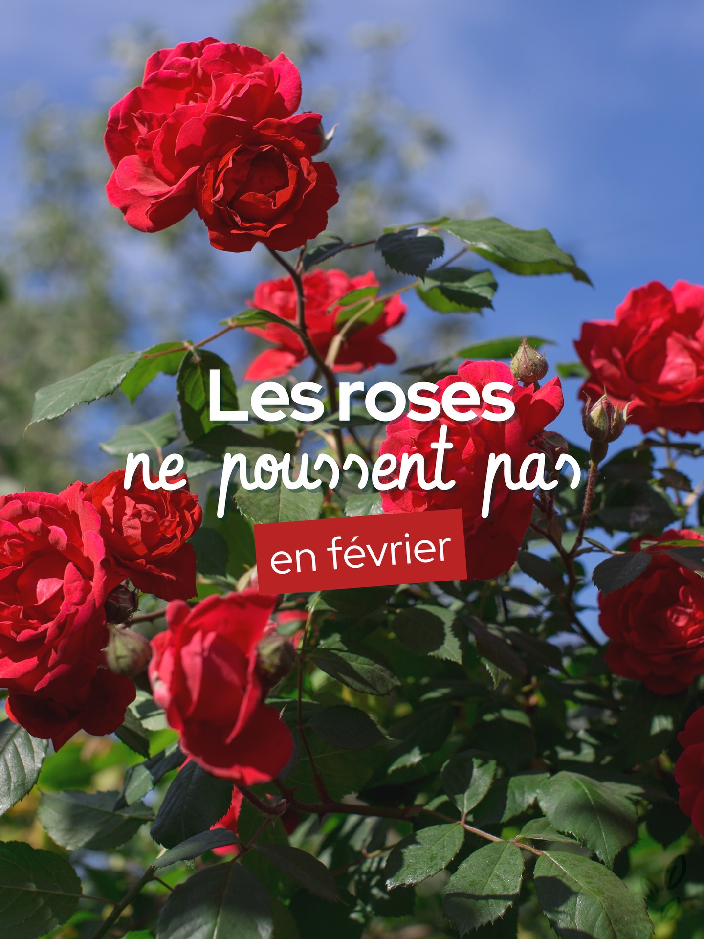 Pour la St Valentin, offrons plus qu’un bouquet de CO2 🌹🙅♀️
Explications et alternatives dans le post ✌️
De mon côté je ne laisserais pas la société me dire quel jour je dois célébrer l’amour mais je ne juge personne car ça peut être un petit rappel annuel dans un quotidien surchargé ❤️
Et vous, que pensez-vous de cette fête ? Et si vous la célébrez, qu’offrez vous à votre moitié ? 💬
#saintvalentin #fleurslocales #fleursdesaison #fleursfrancaises #horticulture stvalentin ecologie zerodechet pasderoserougealasaintvalentin