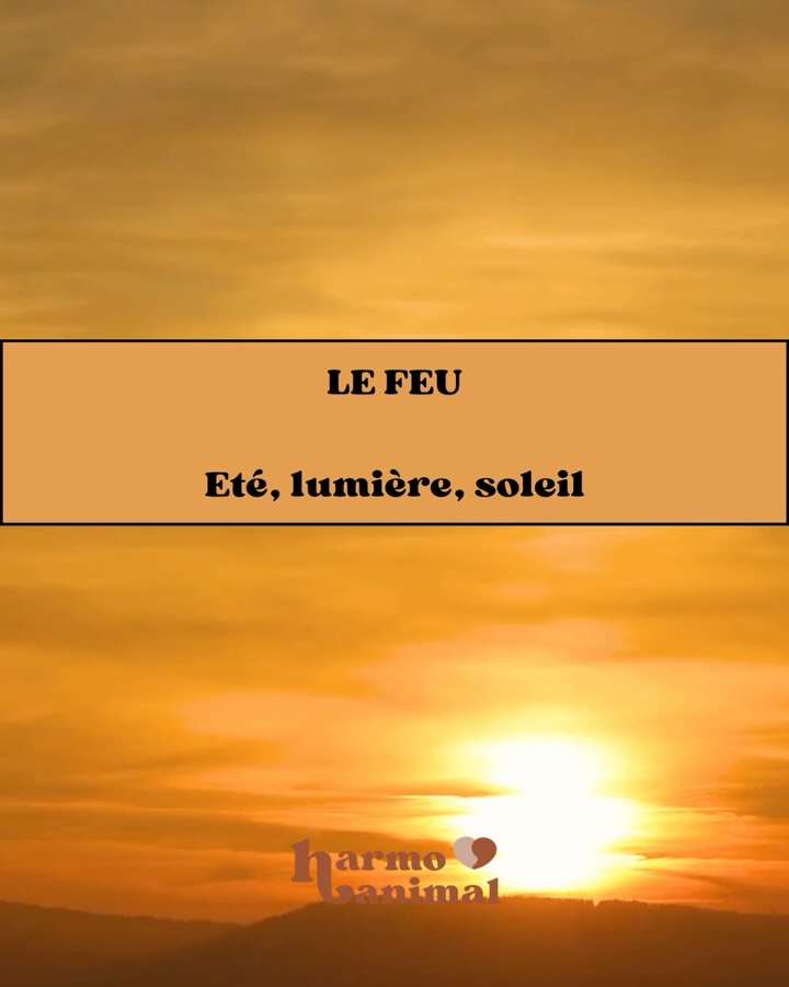 Deuxième élément, le feu, élément qui aime qu’on l’admire et qui est lumineux naturellement. Si l’élément de ton animal semble être en déséquilibre contacte moi, cela peut se travailler en kinesiologie ! 🐾✨ #kinesiologie #kinesiologieanimale #bienetreanimal #gironde #mérignac
