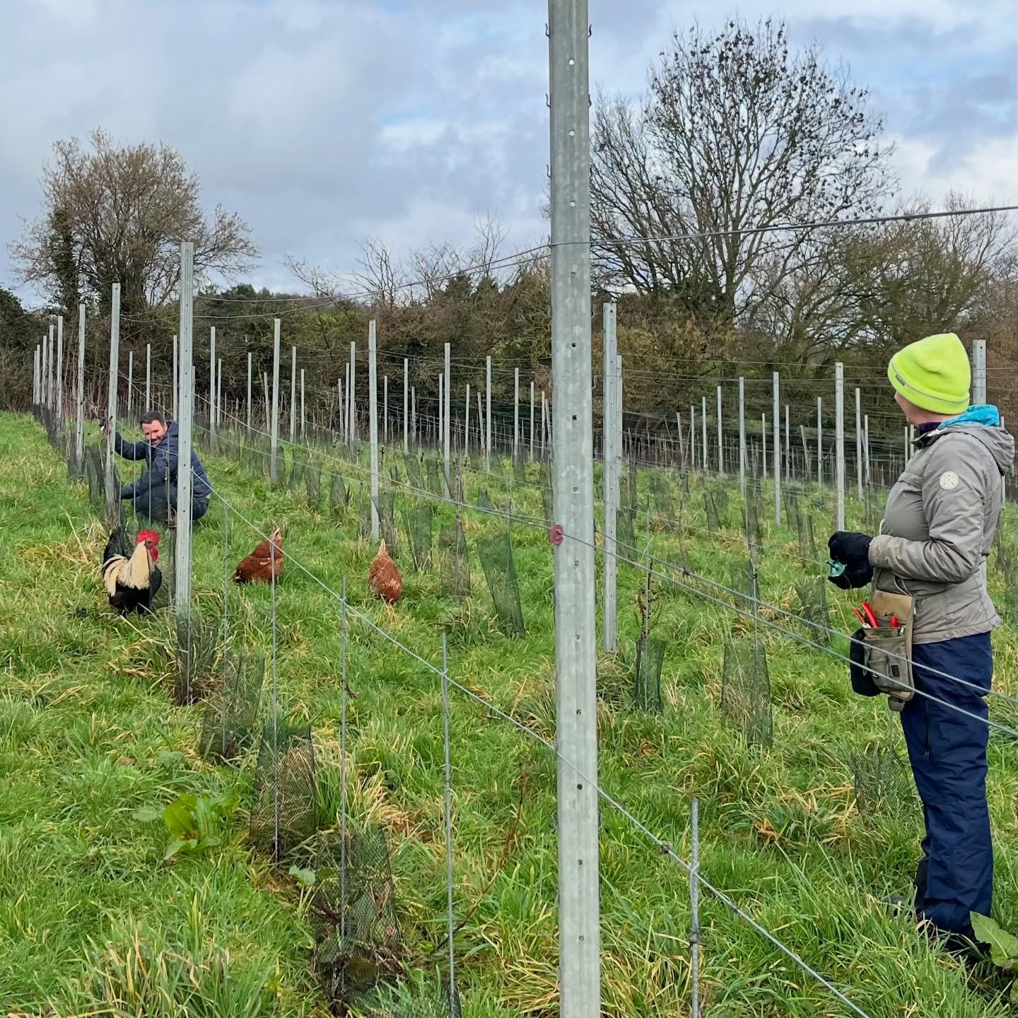 Paula’s hens are convinced pruning is a team sport 🐔
A rare dry window, everyone out in the vines, and good progress on the young Cab Noir. More than halfway — before the rain returns…