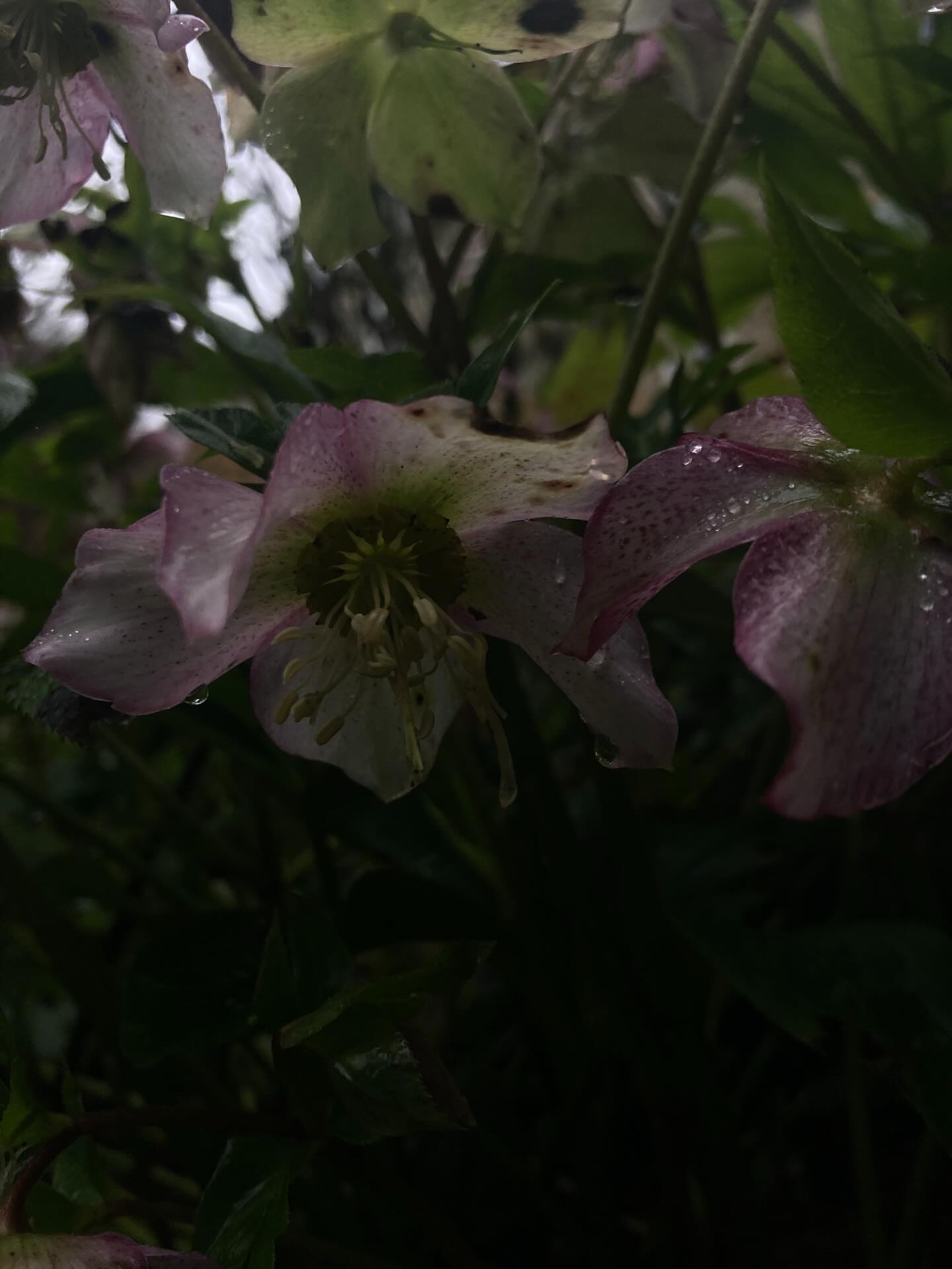 The first flowers in our garden this year, the hellebores. Their beautiful heads facing towards the ground. The light is gloomy, dark still.
Thanks @rozenncooper for reminding me that we need to come down to their level and look up to see their beauty. ✨
#hellebore #winterose #wintering #springiscoming #lookup