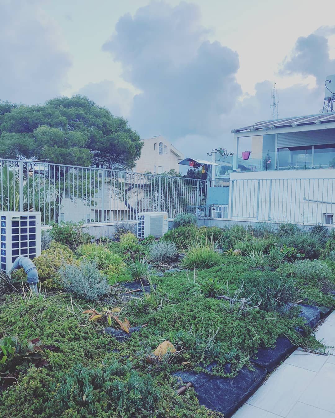 in-between rains (tnx Alfa)
#greenroof, #בנייןצומח, #bldveg, #גגירוק, #oikosteges, #גגצומח, #xeroflor, #israel, #haifa