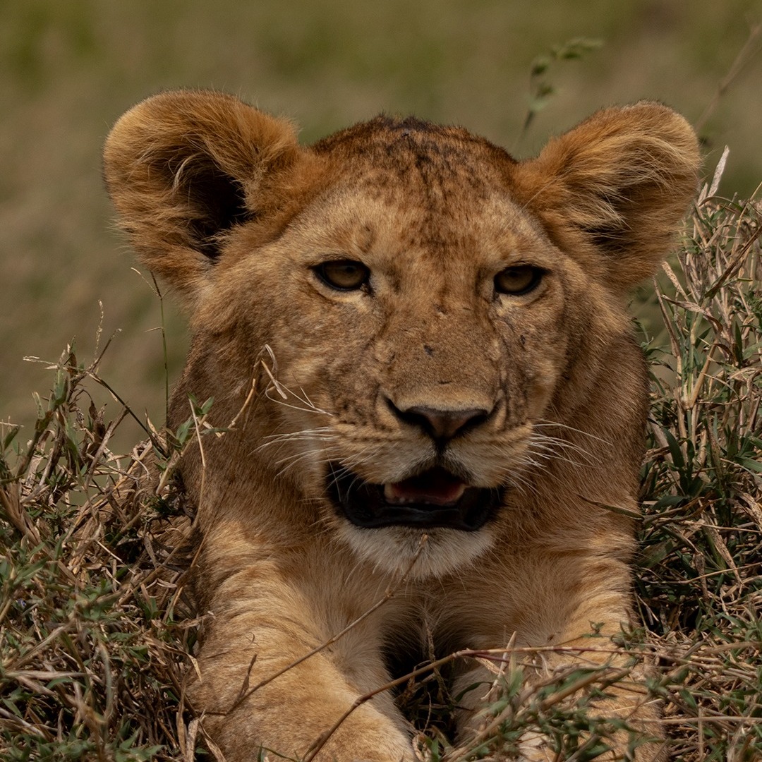 Face to face with the future queen of the savannah 🦁
Raw. Wild. Unforgettable.
Experience the magic of the wild with Planet Earth Expedition.
#planetearthexpedition #safarimoments #lioncubs #wildtanzania #serengetisafari #africanwildlife #intothewild #safarilife #wildandfree #natureloversgallery #exploreafrica #bigcats #safariexperience