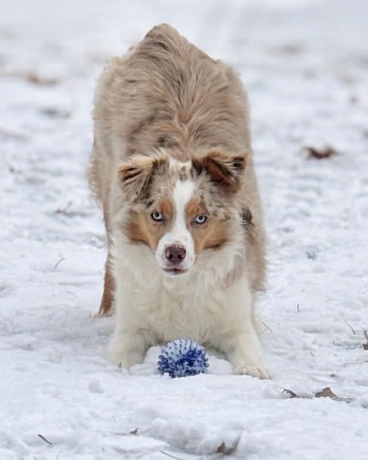 Winter days done right ❄️🐾 Miss Daisy crushing this forecast like a boss 🙌🏼❄️ .
.
#miniaussiepuppy #dogmomlife #snowpuppy #snowpuppy❄️🐶 #miniaussielove